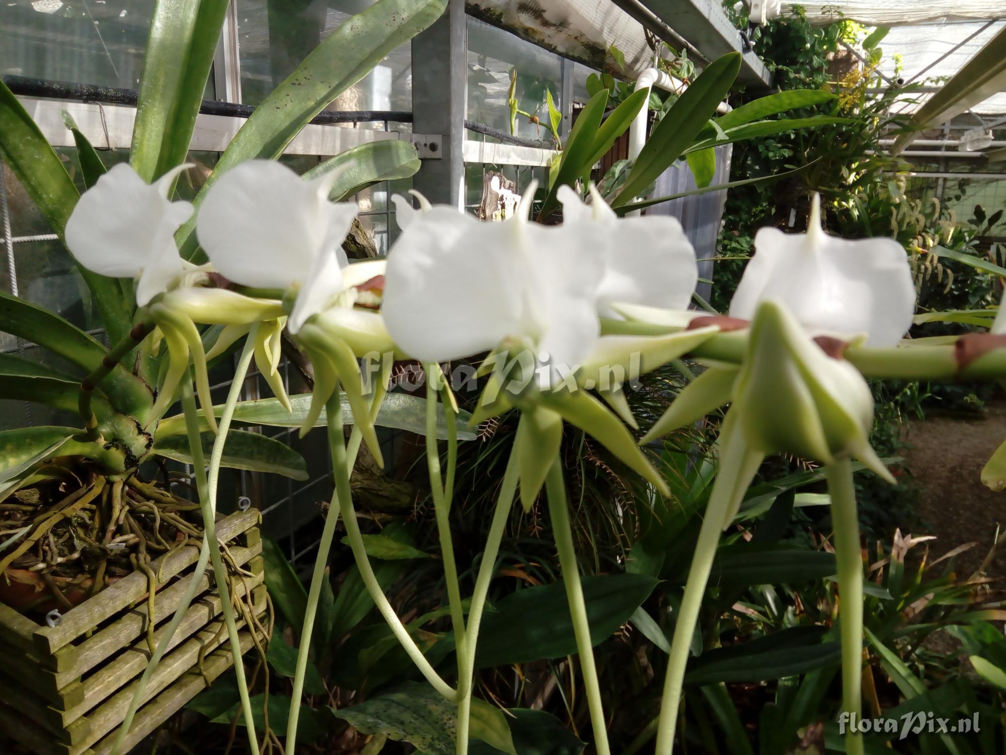 Angraecum longicalcar