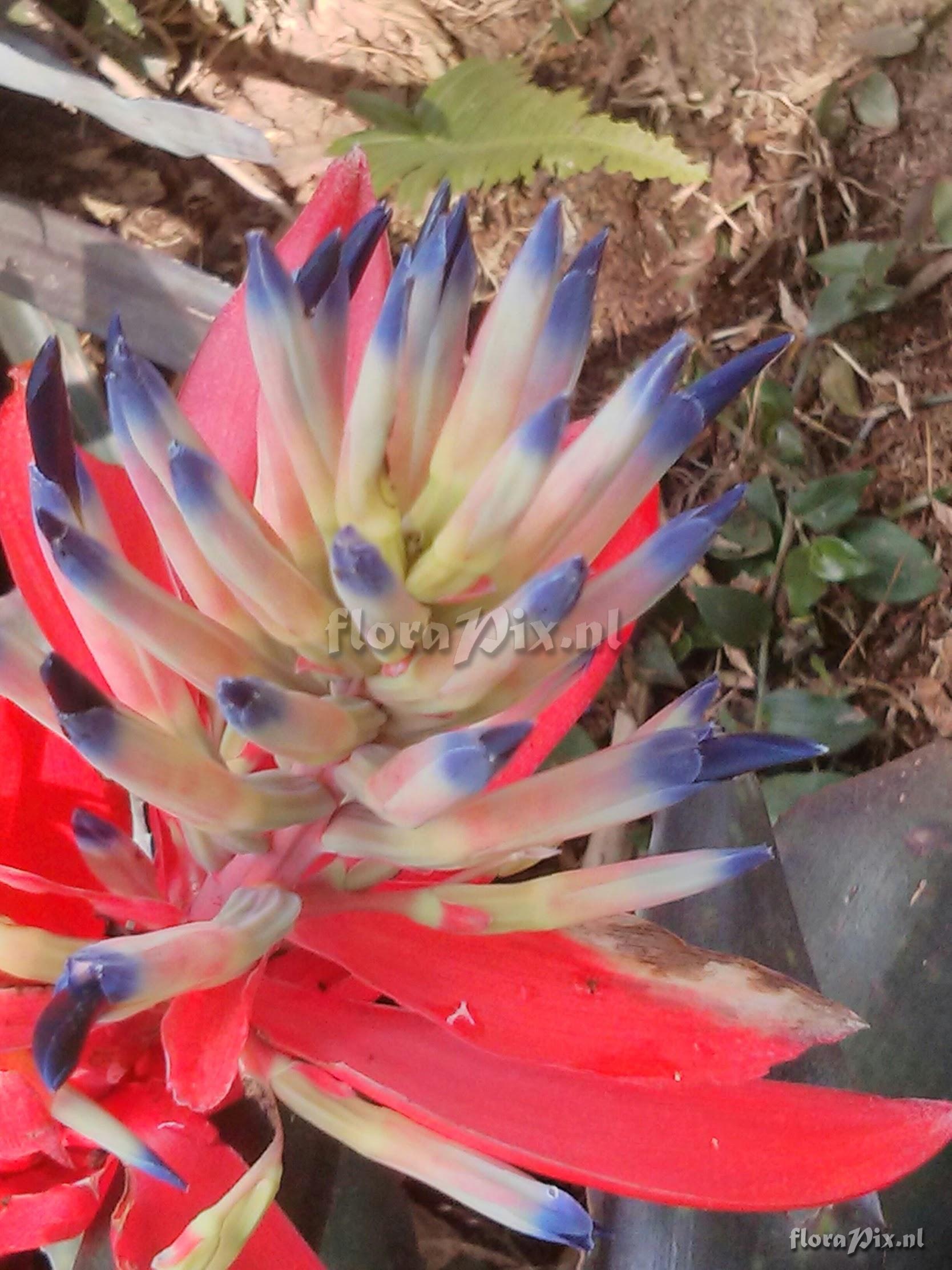 Billbergia sp