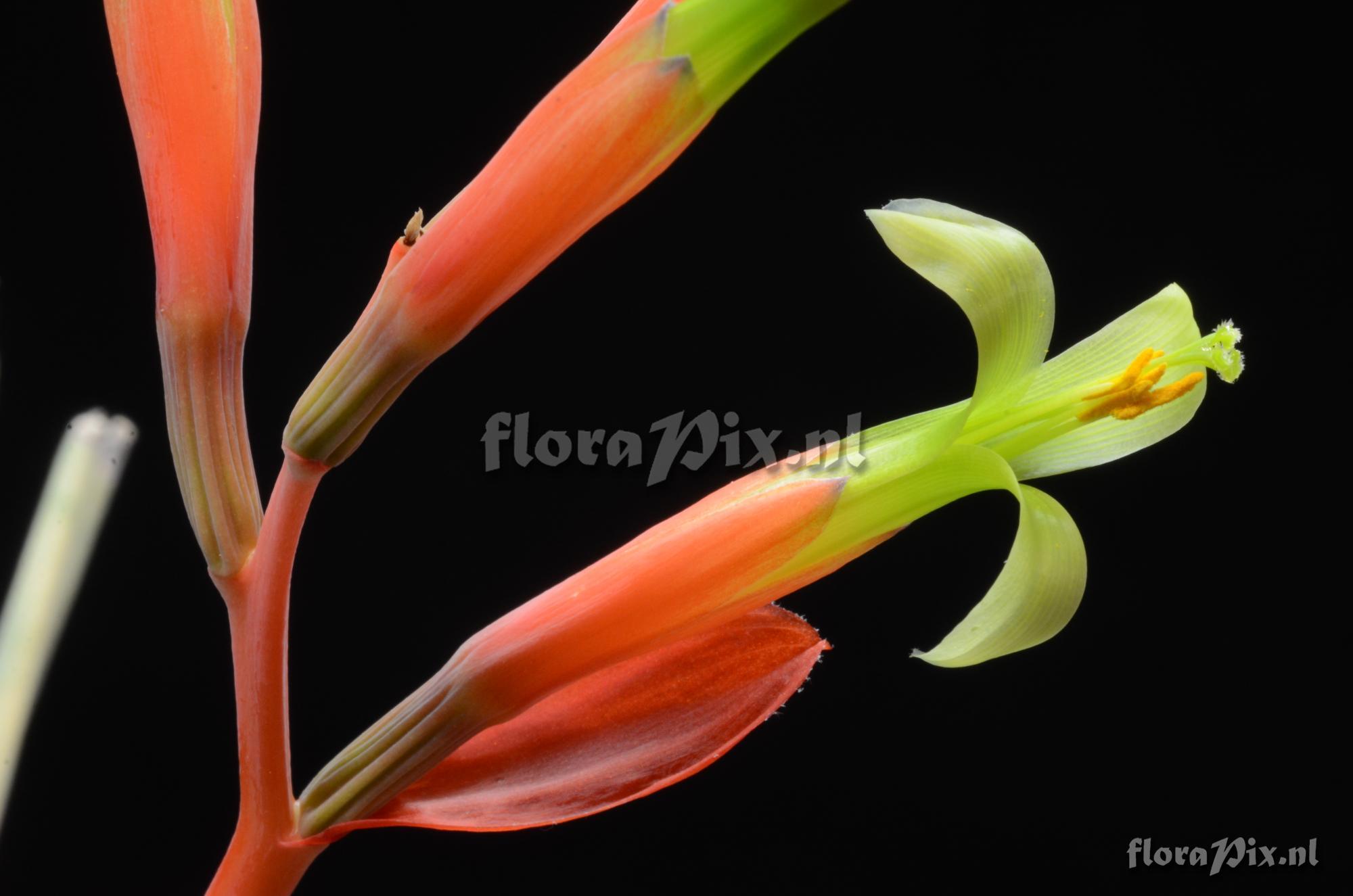 Billbergia aff. amoena