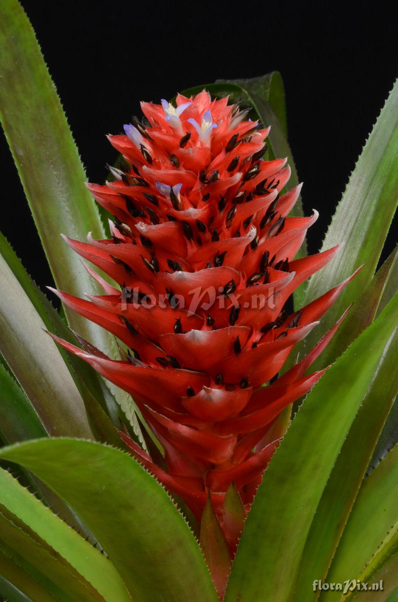 Aechmea poitaei