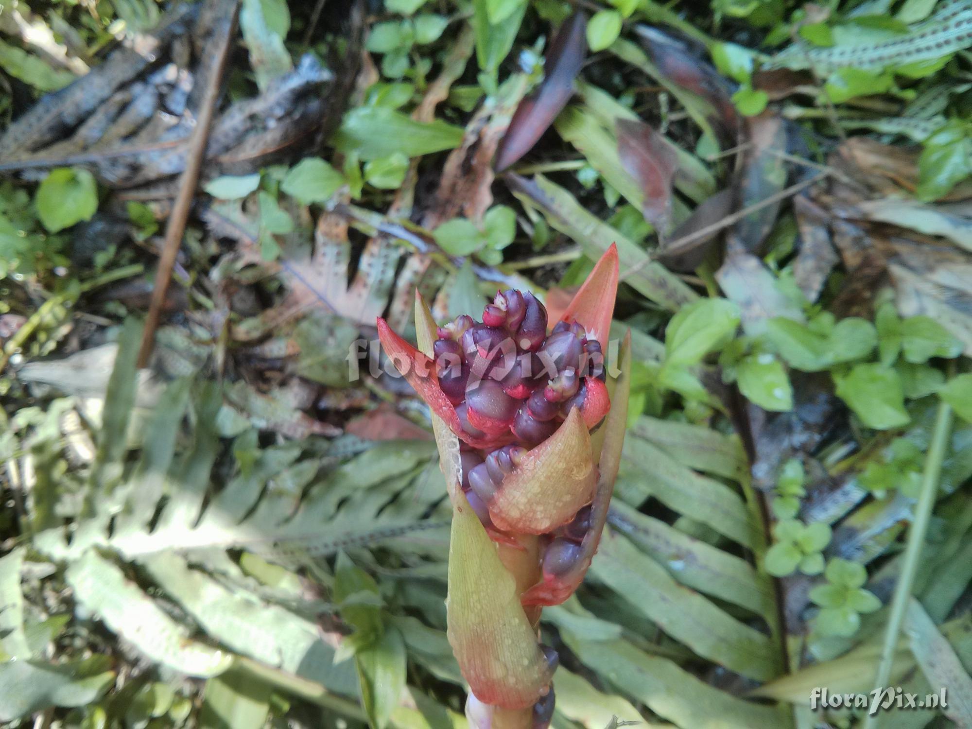 Aechmea weilbachii