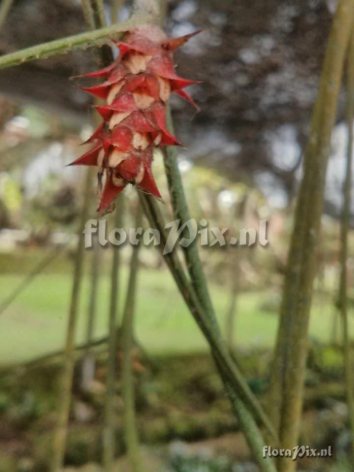 Acanthostachys strobilacea