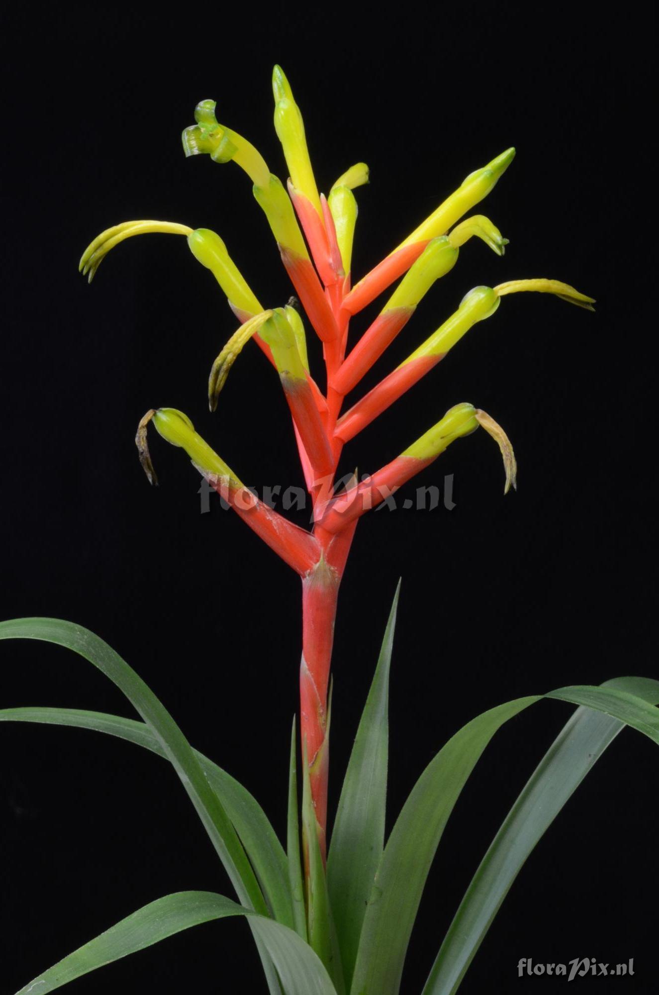 Guzmania sprucei