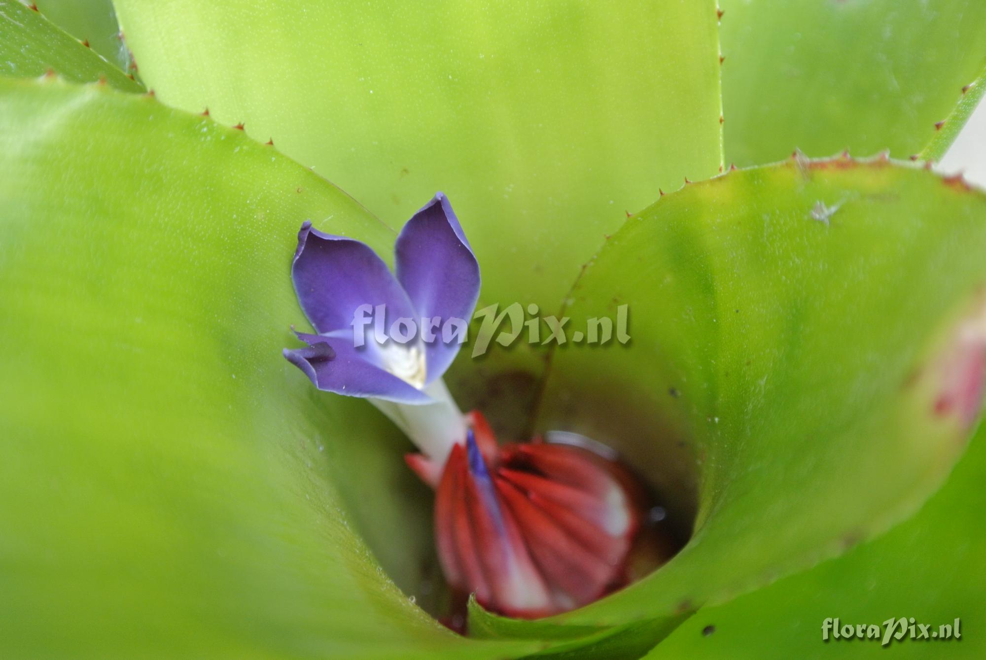 Neoregelia dayvidiana