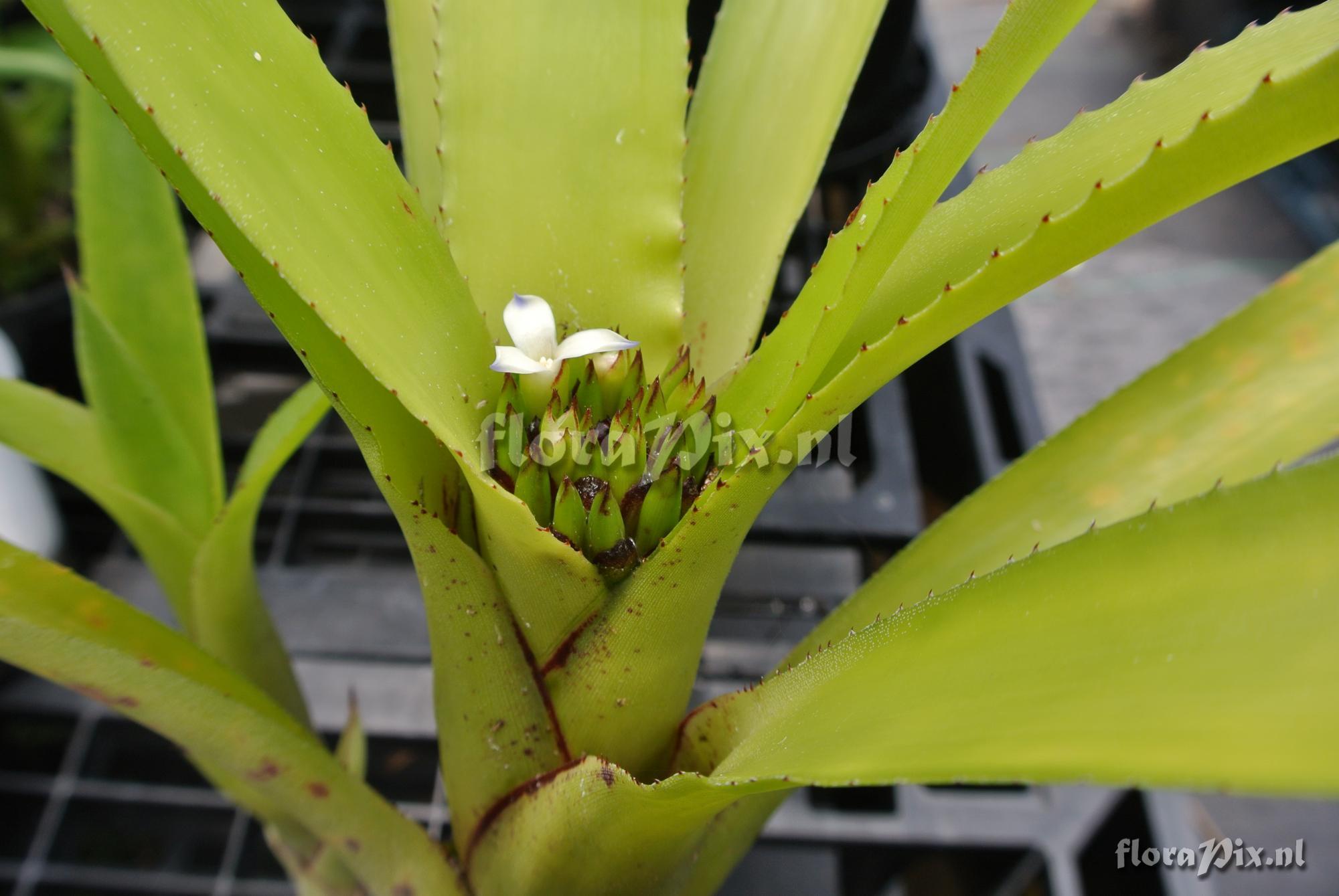 Neoregelia martinellii