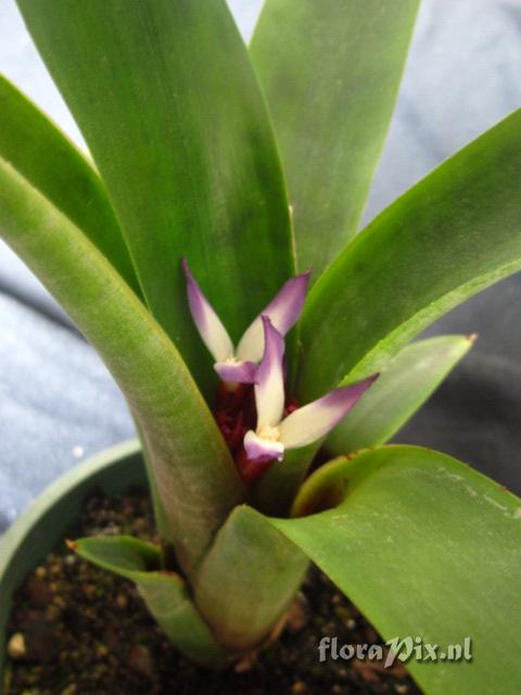 Neoregelia zaslawskyi