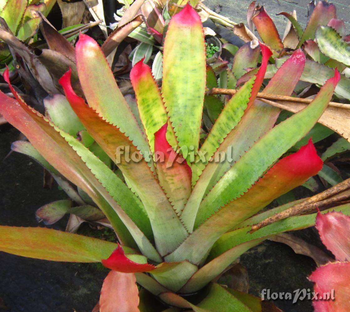 Neoregelia silvomontana