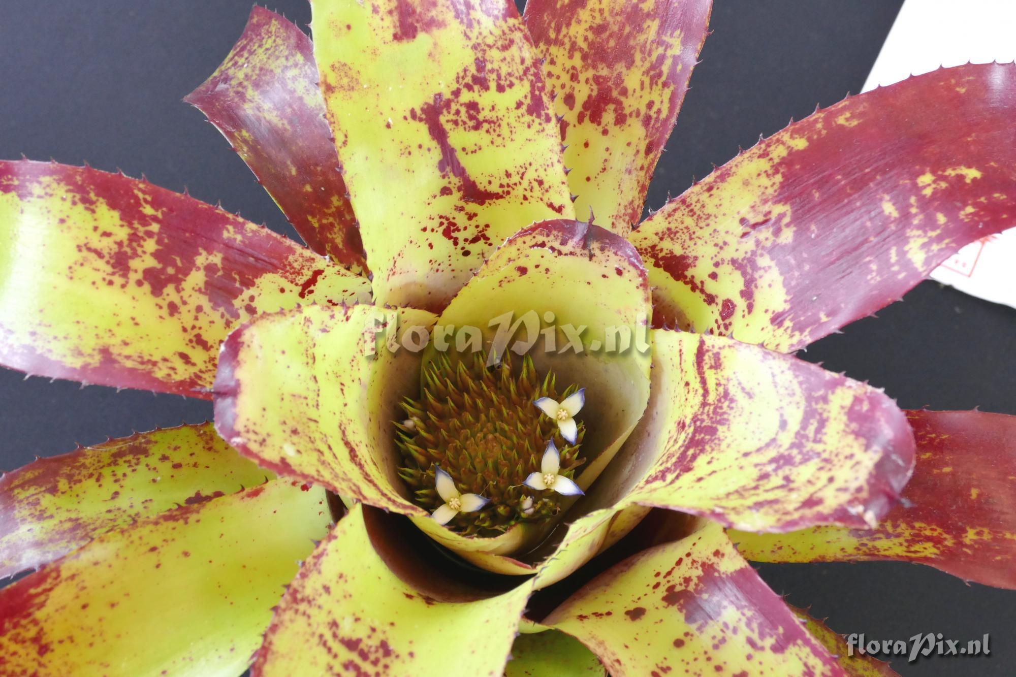 Neoregelia watersiana