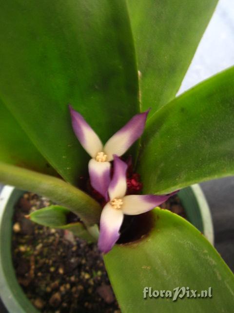 Neoregelia zaslawskyi