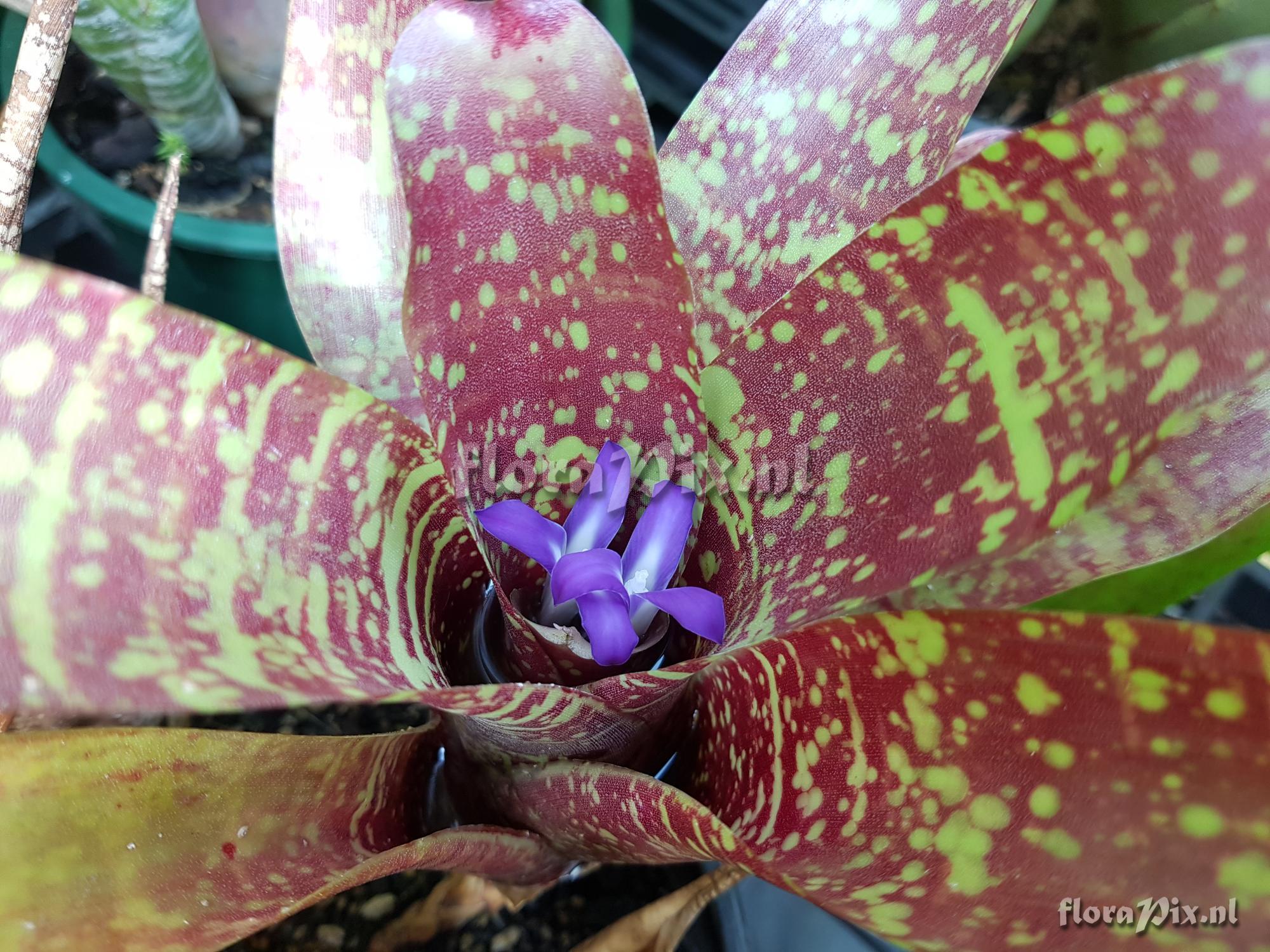 Neoregelia azevedoi