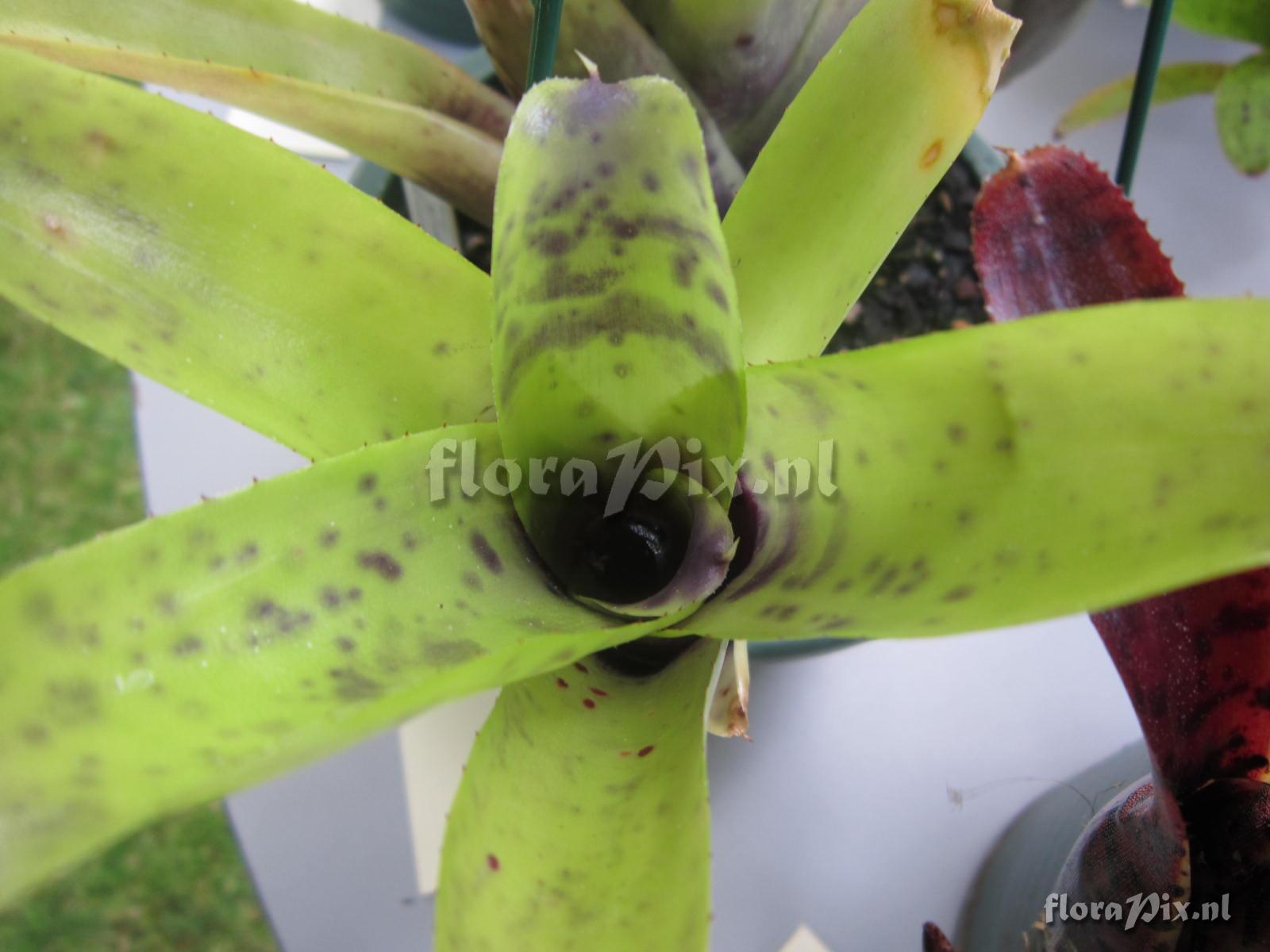 Neoregelia ilhana