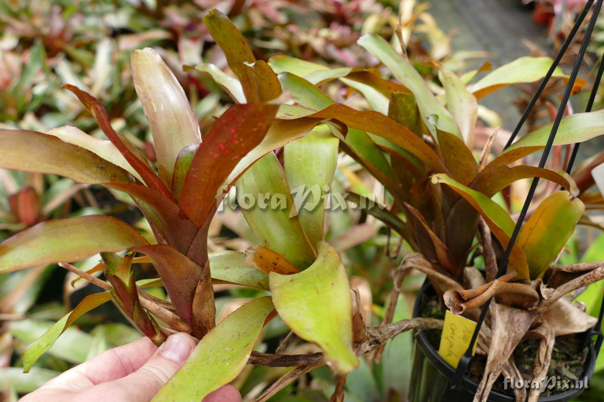 Neoregelia crispata