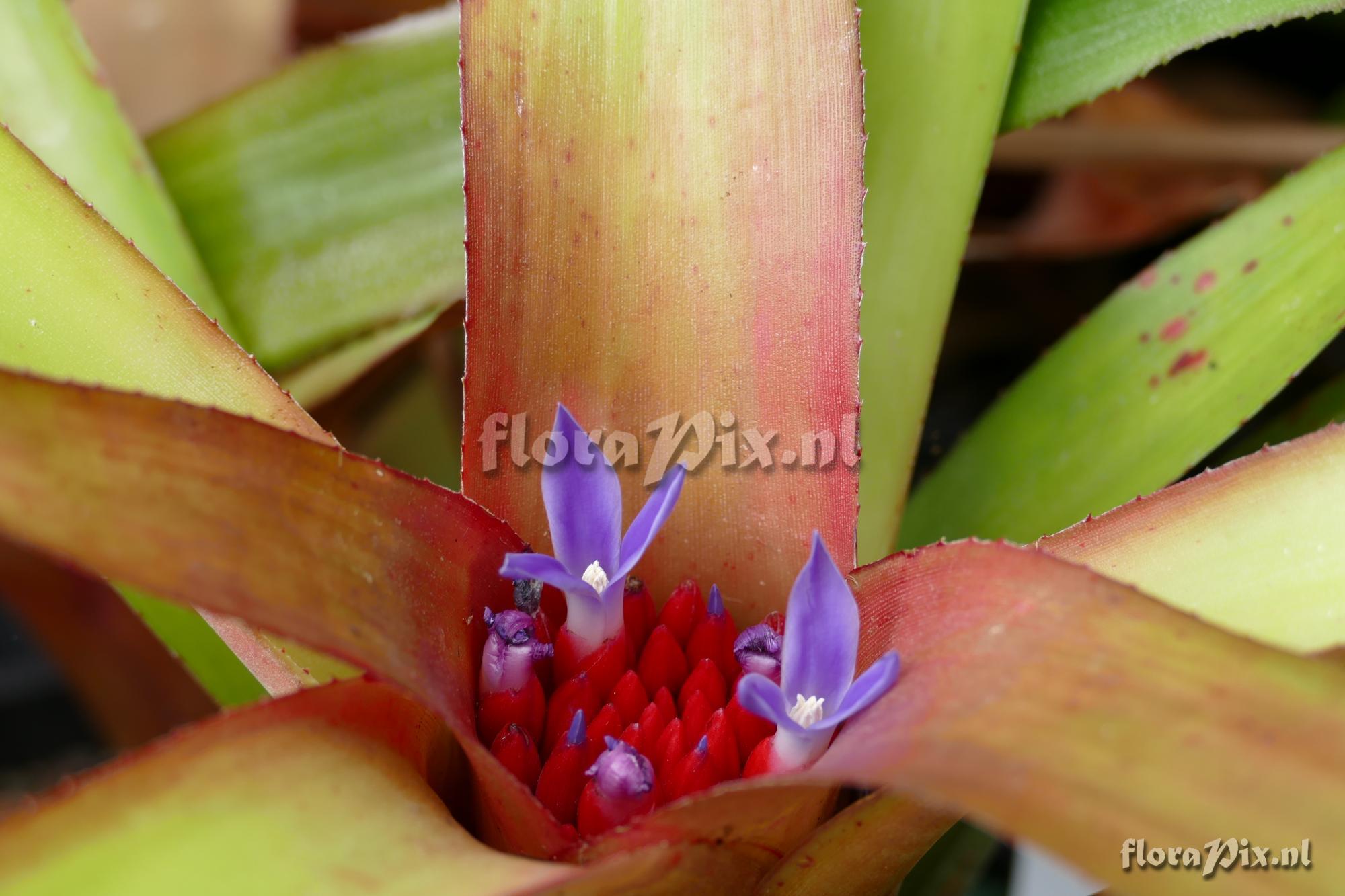 Neoregelia dactyloflammans