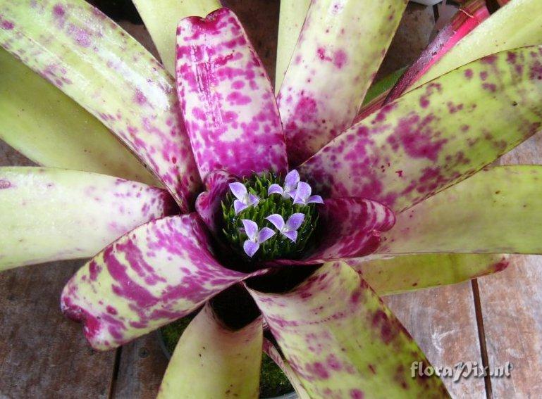 Neoregelia smithii