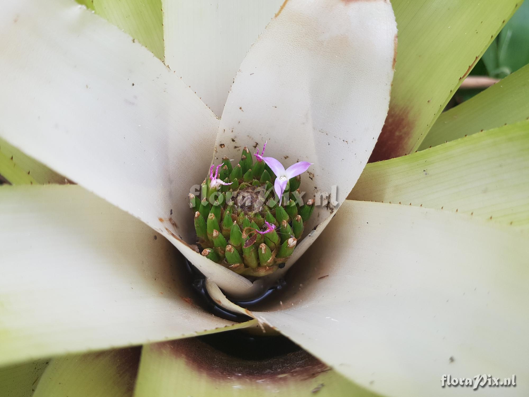 Neoregelia nivea