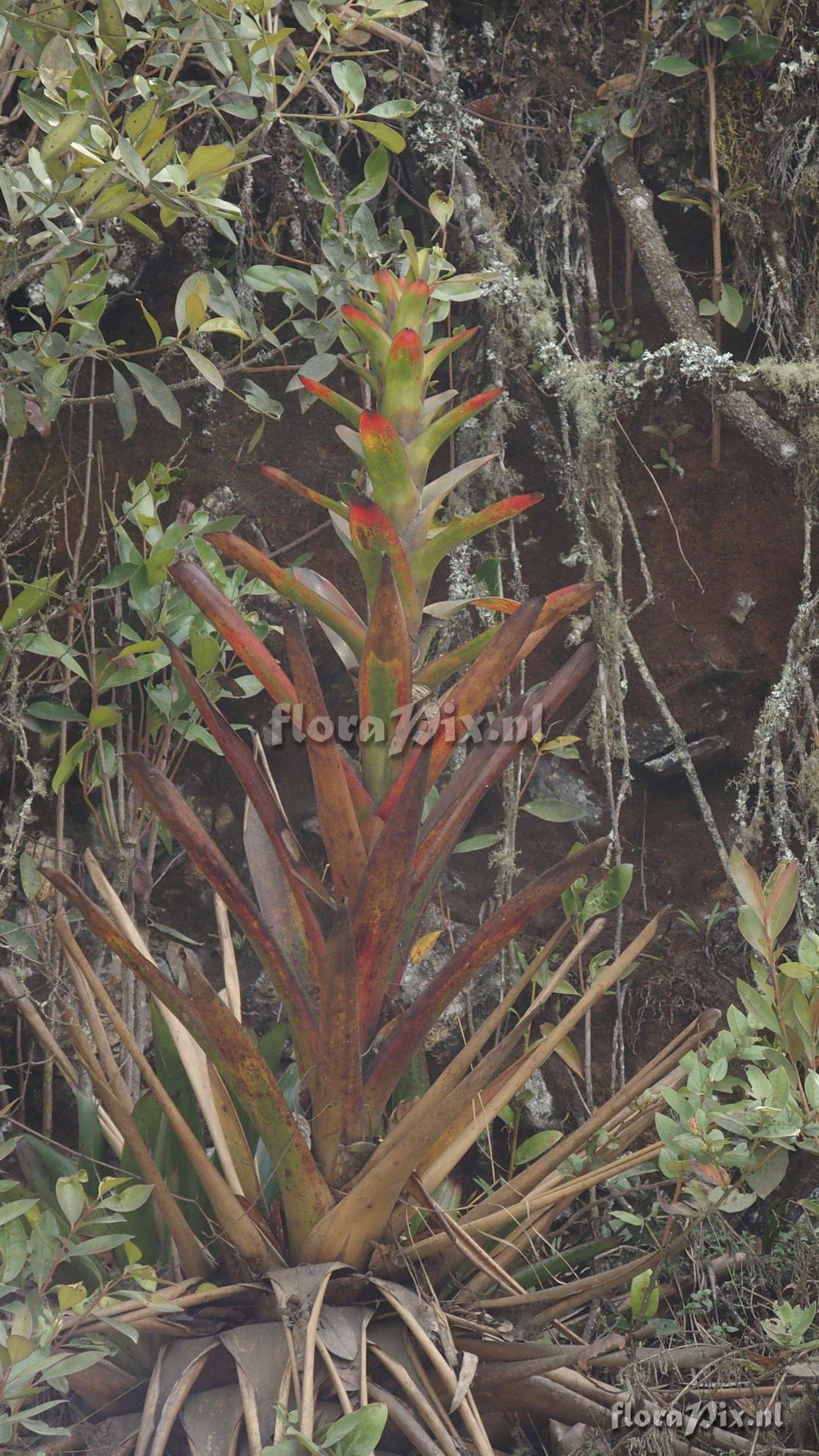 Guzmania gloriosa