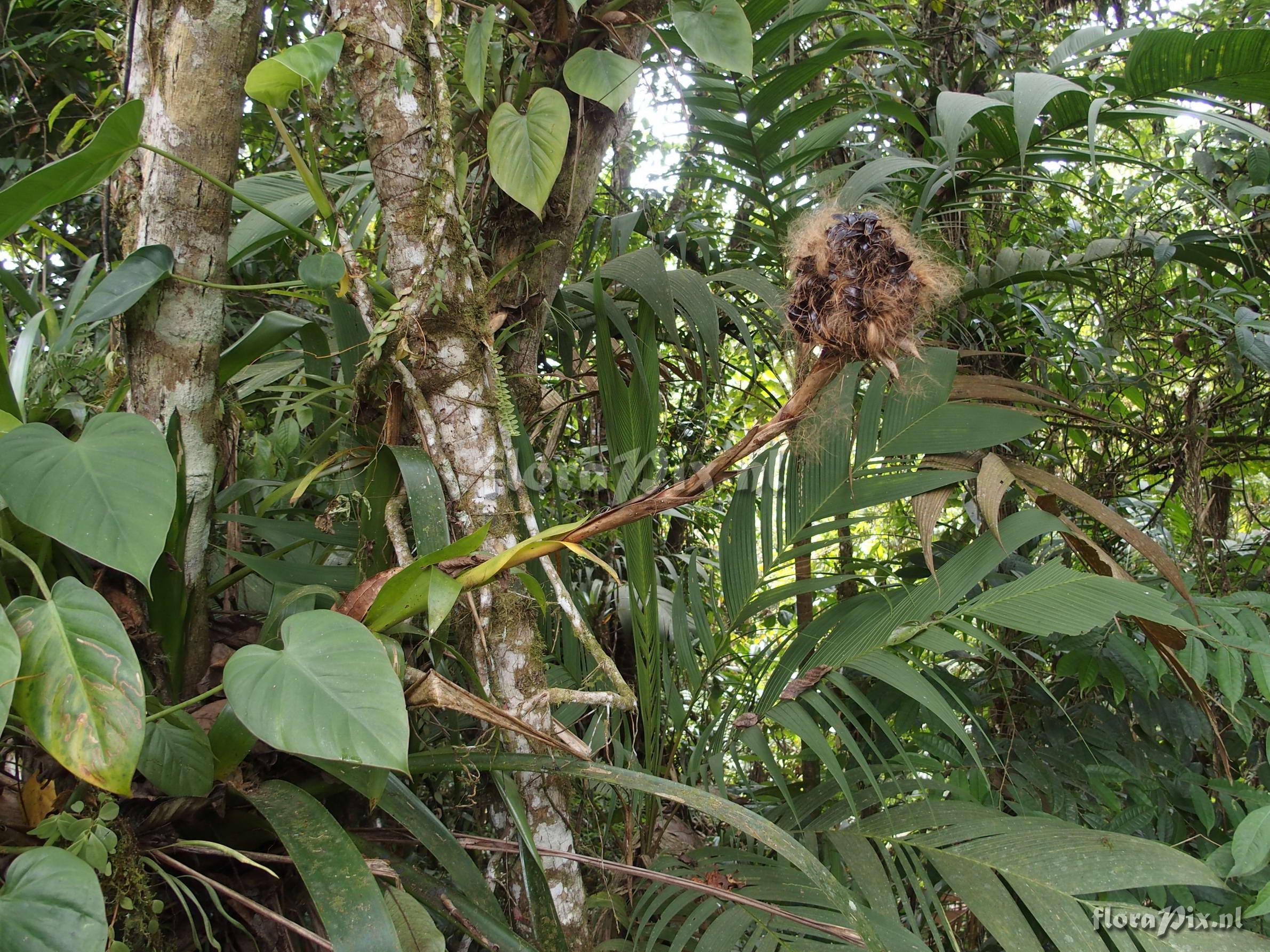 Guzmania acuminata 