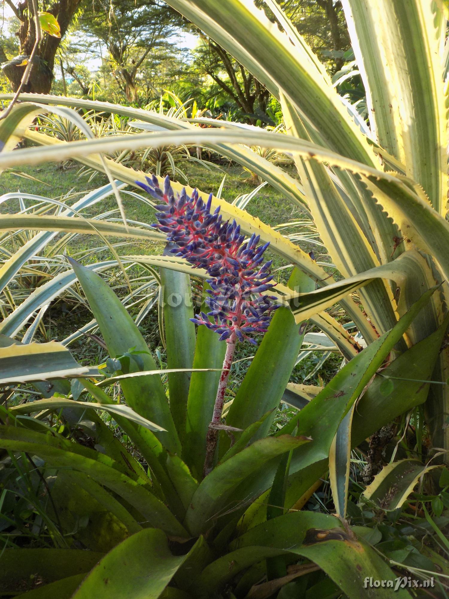 Aechmea fendleri