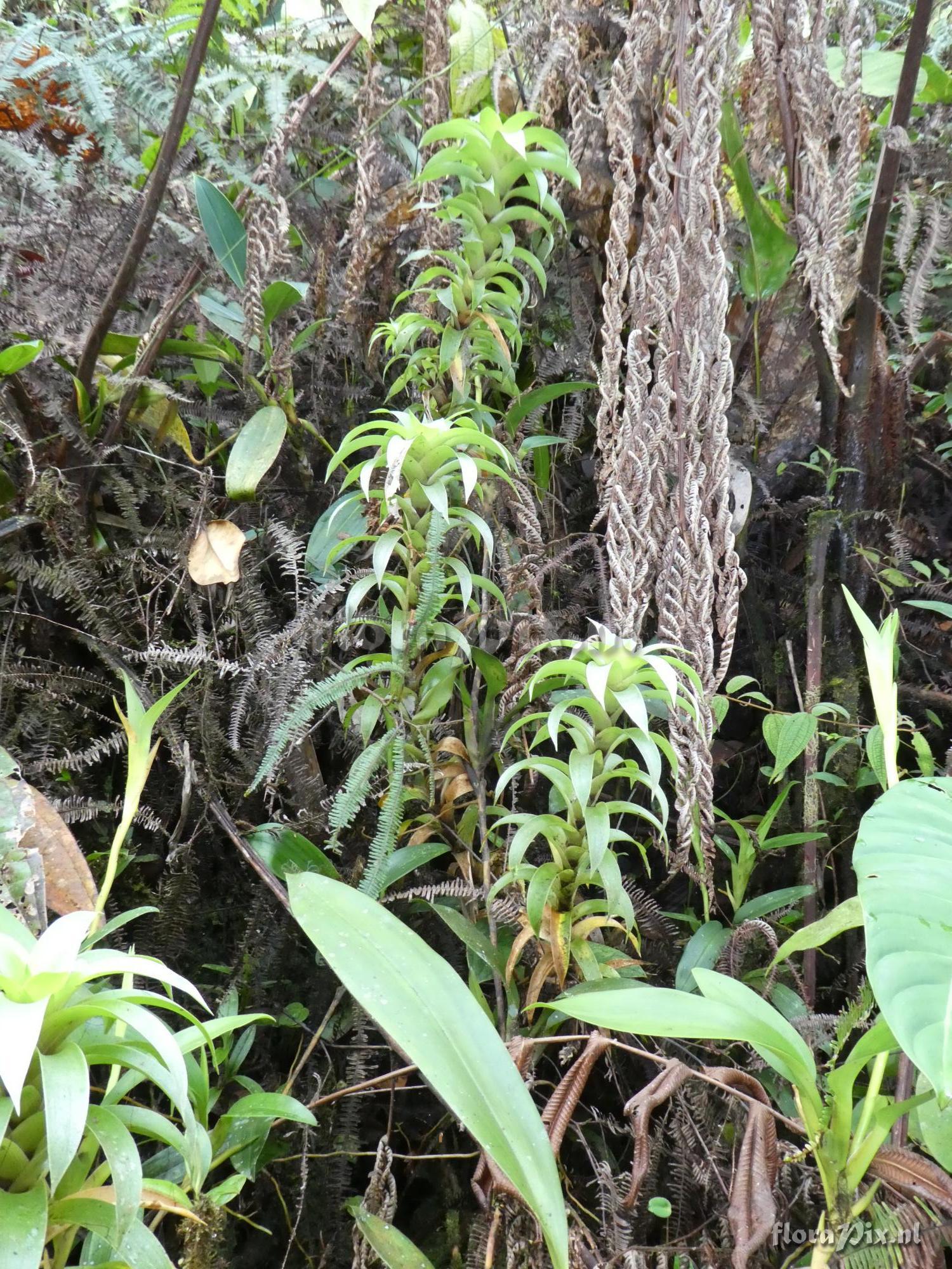 Guzmania gracilior