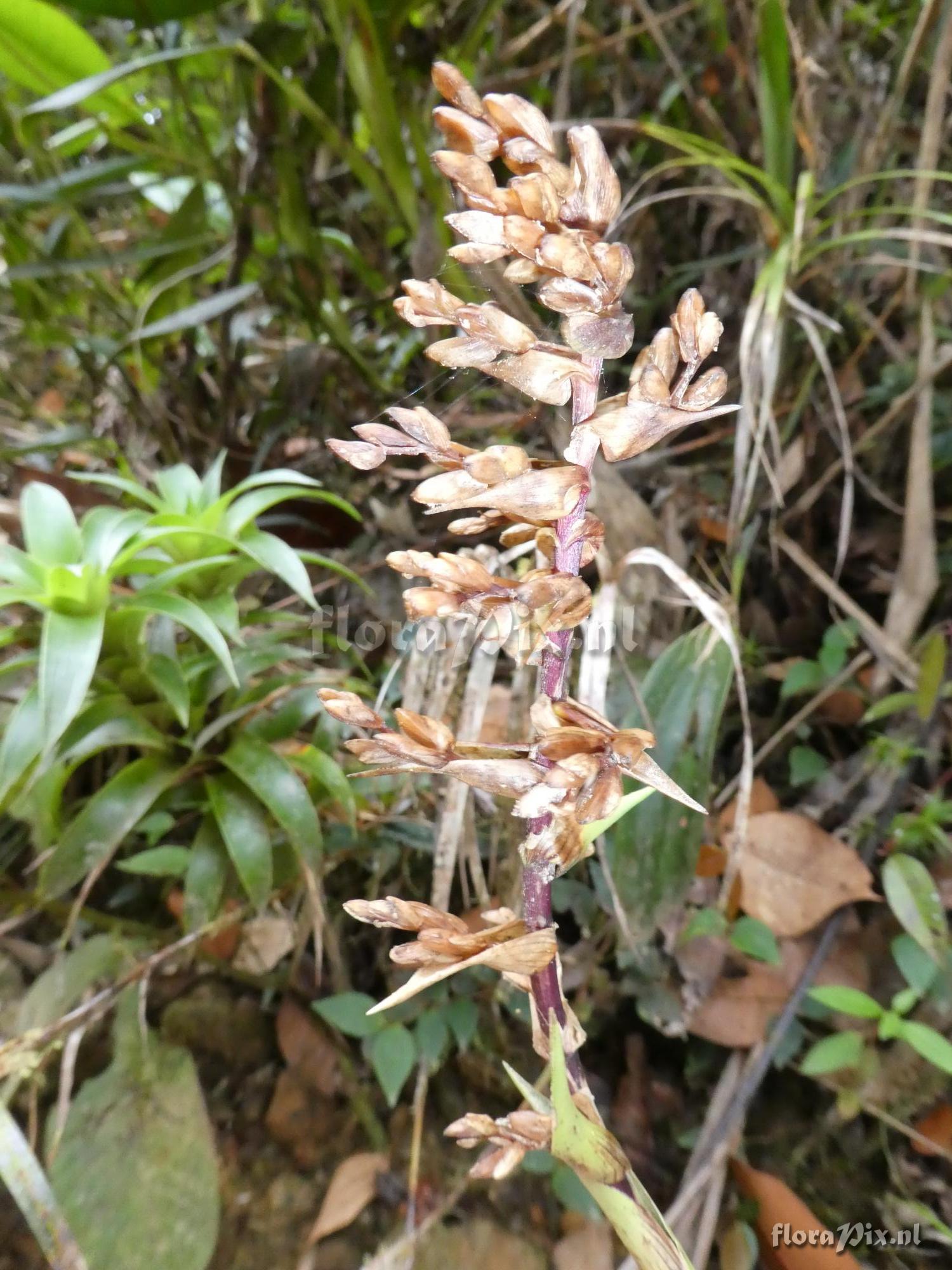 Guzmania gracilior