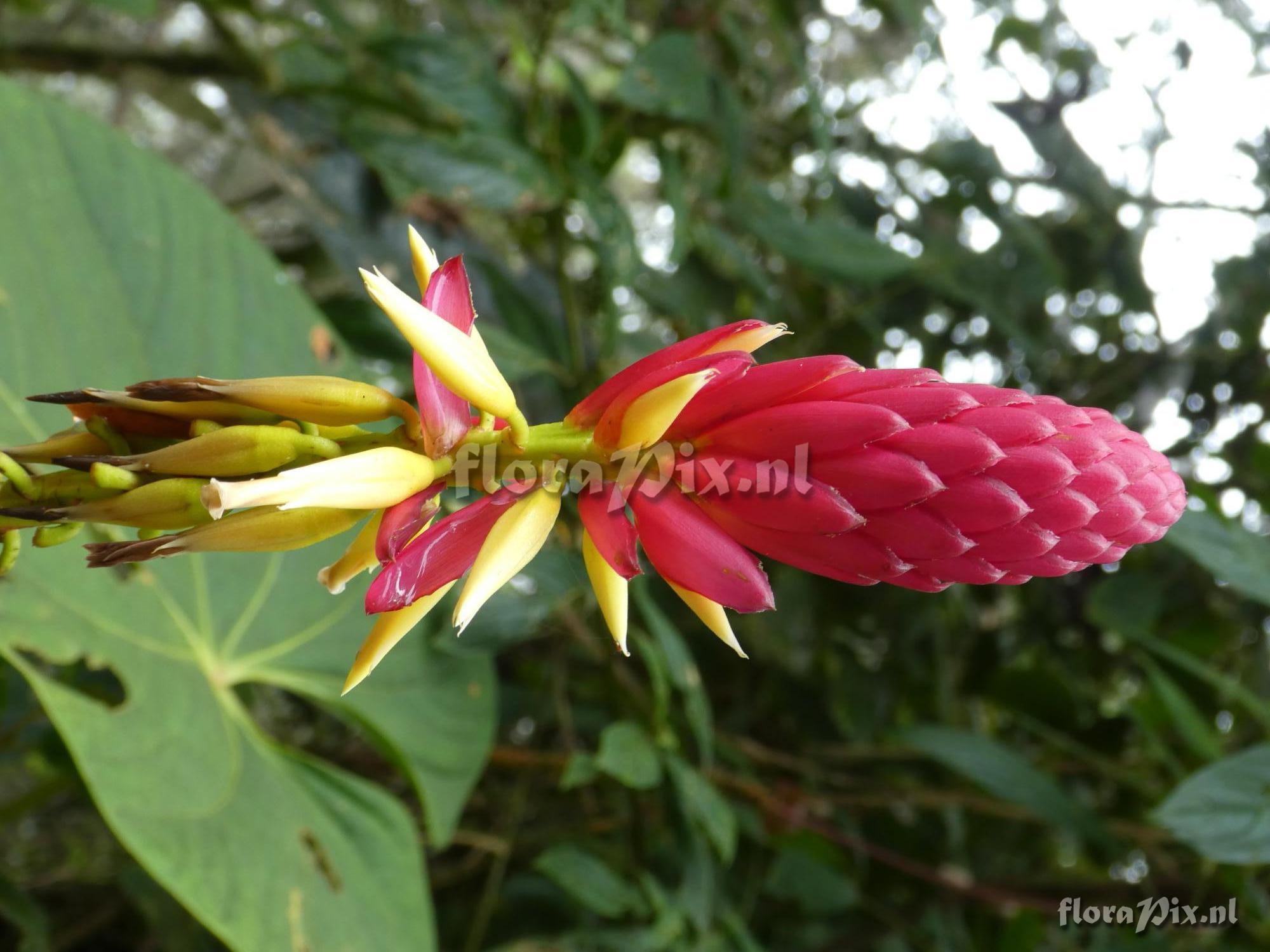 Pitcairnia kniphofioides