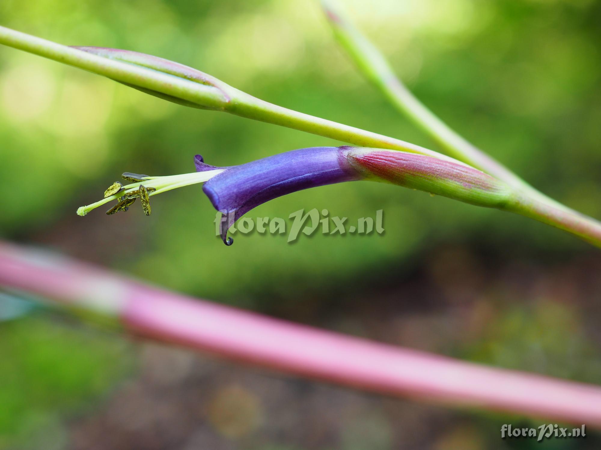 Tillandsia cf. propagulifera