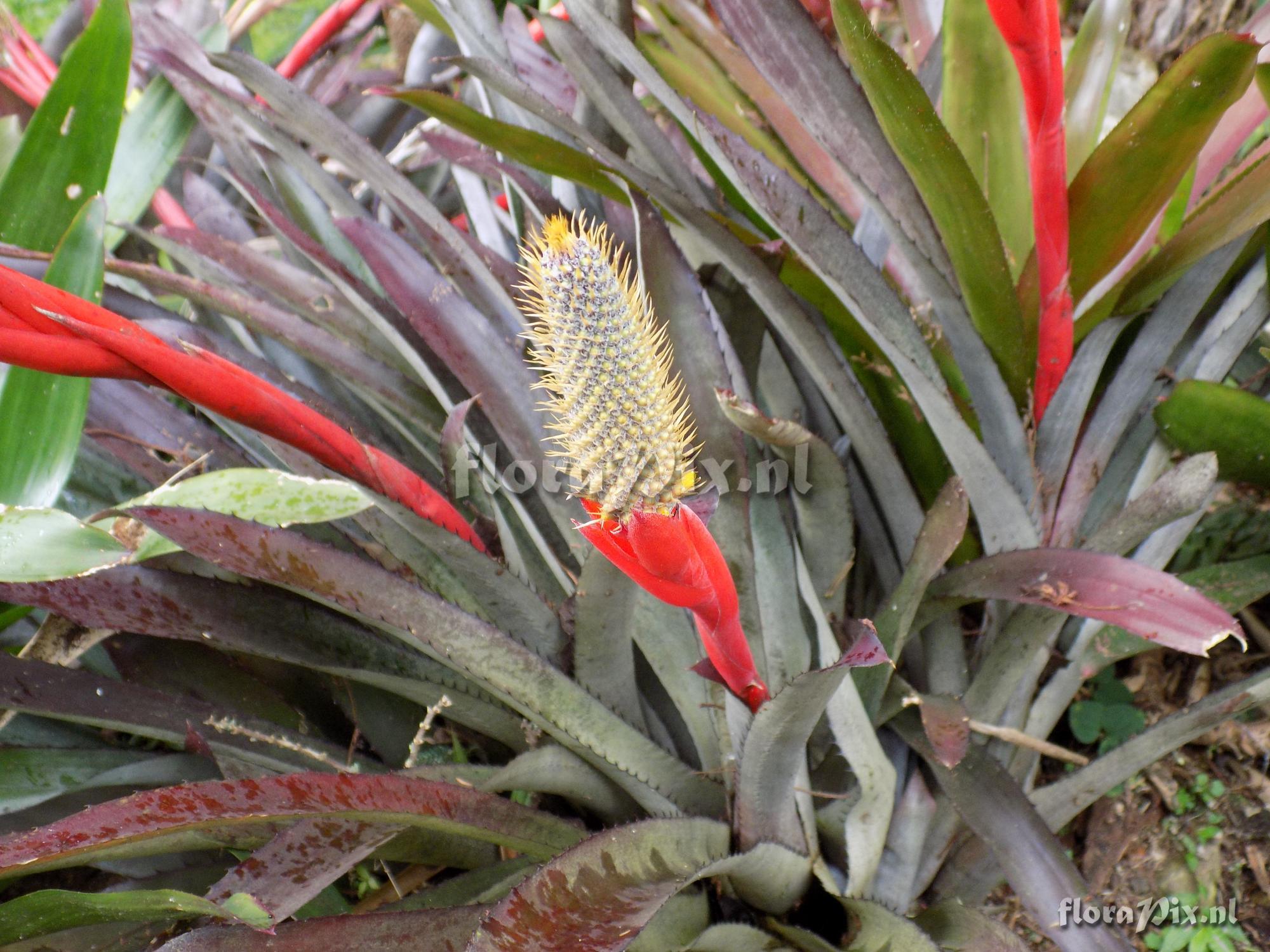 Aechmea pineliana