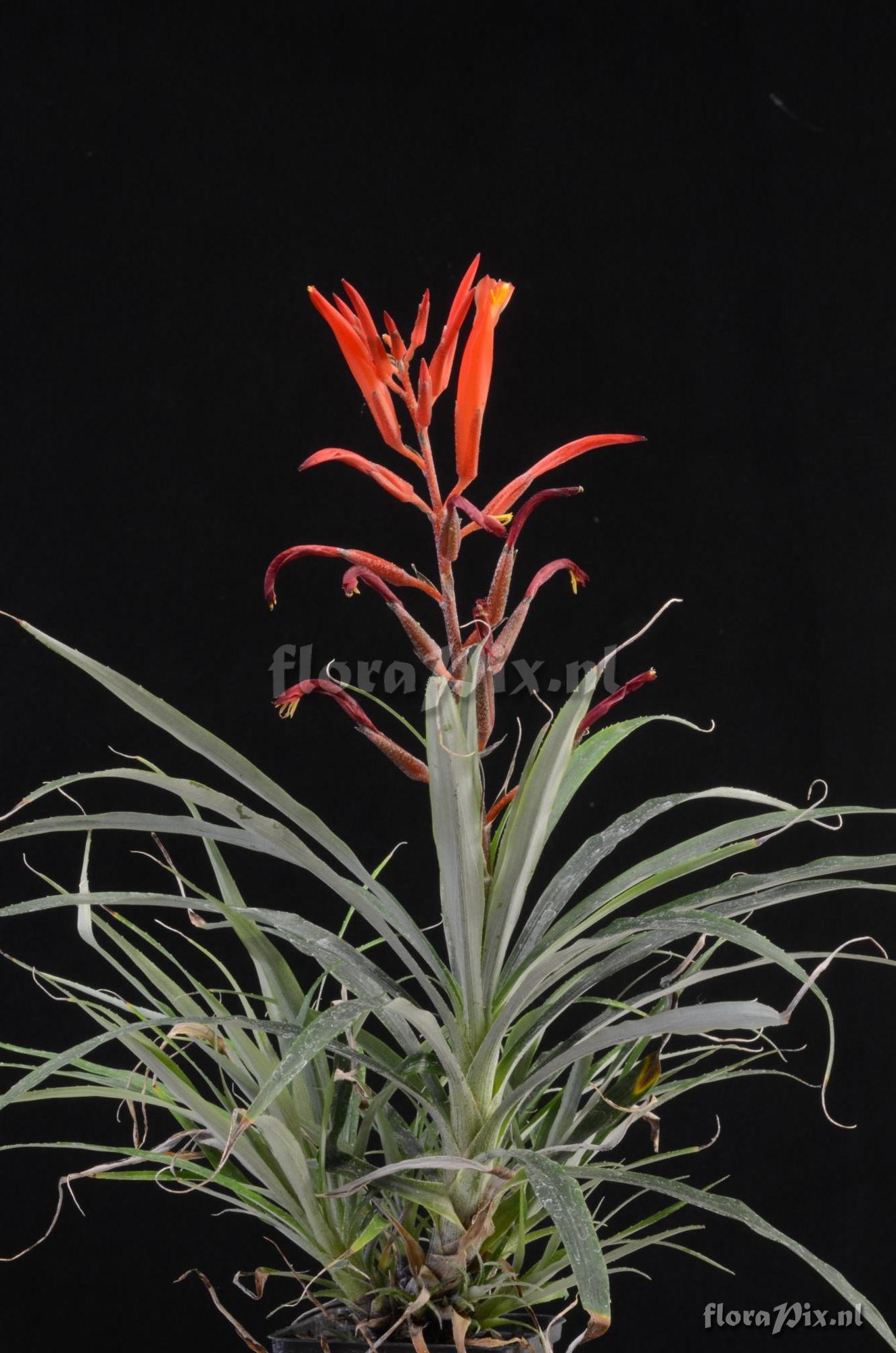 Pitcairnia punicea