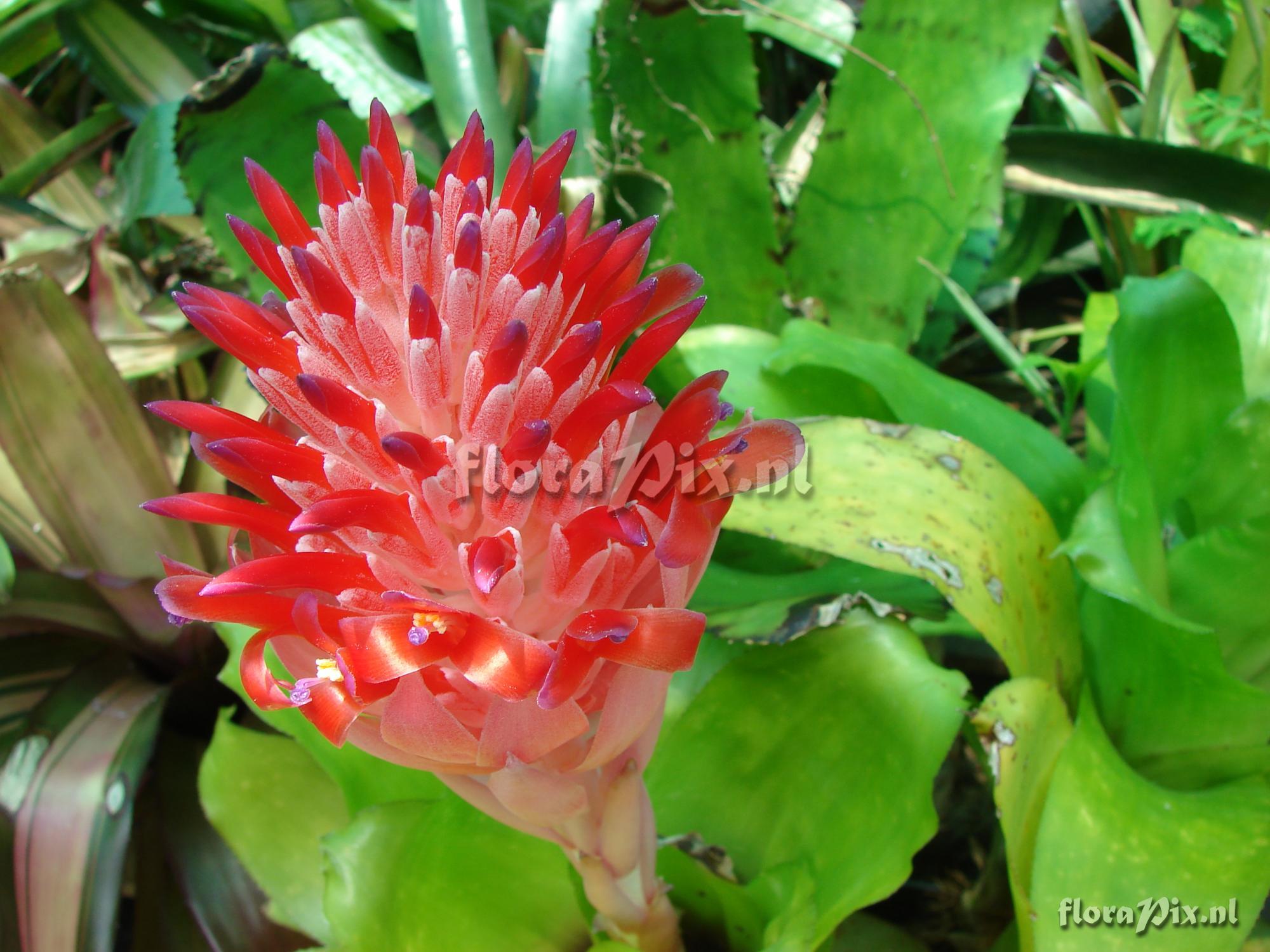 Billbergia pyramidalis