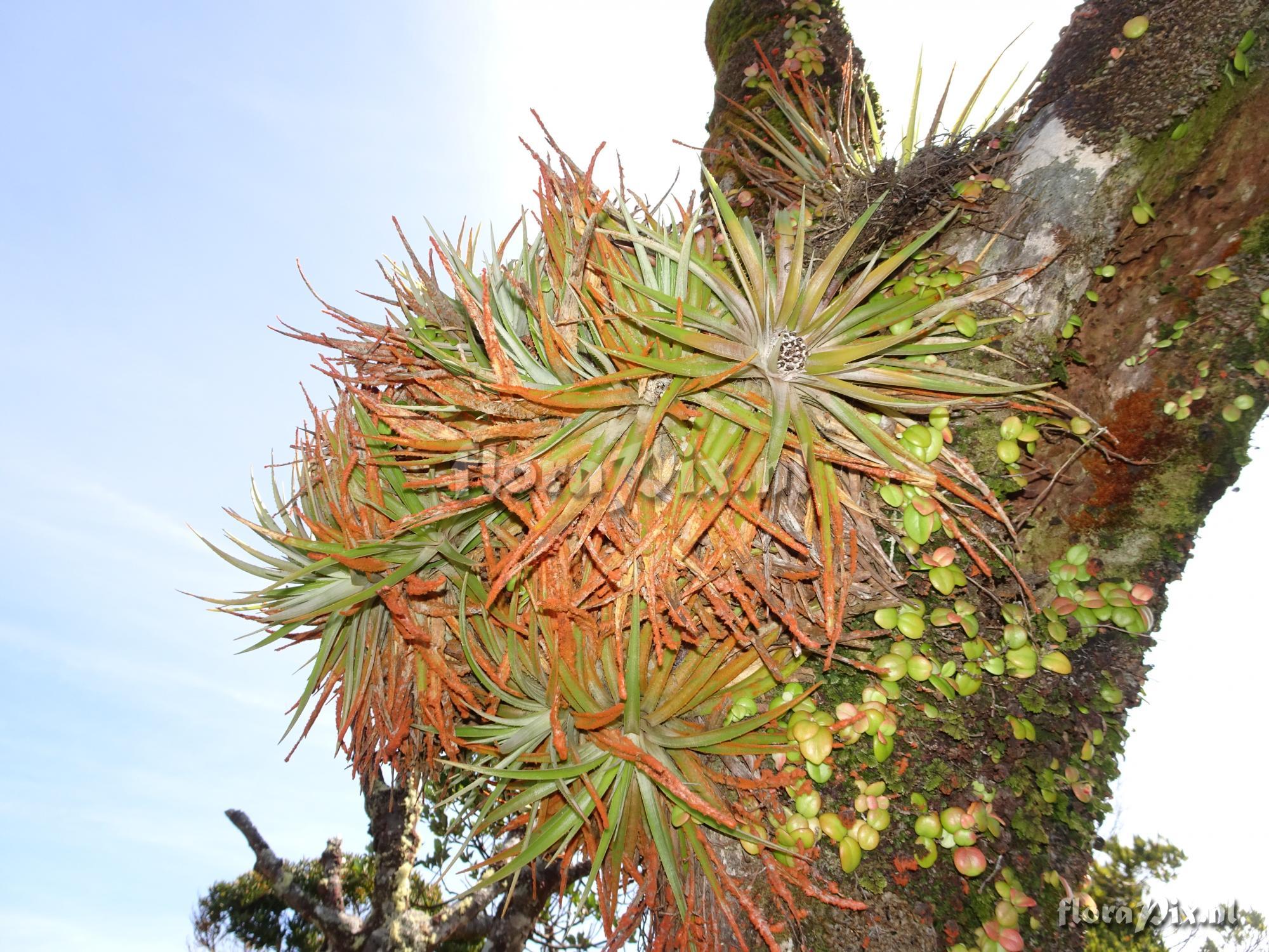 Fascicularia bicolor