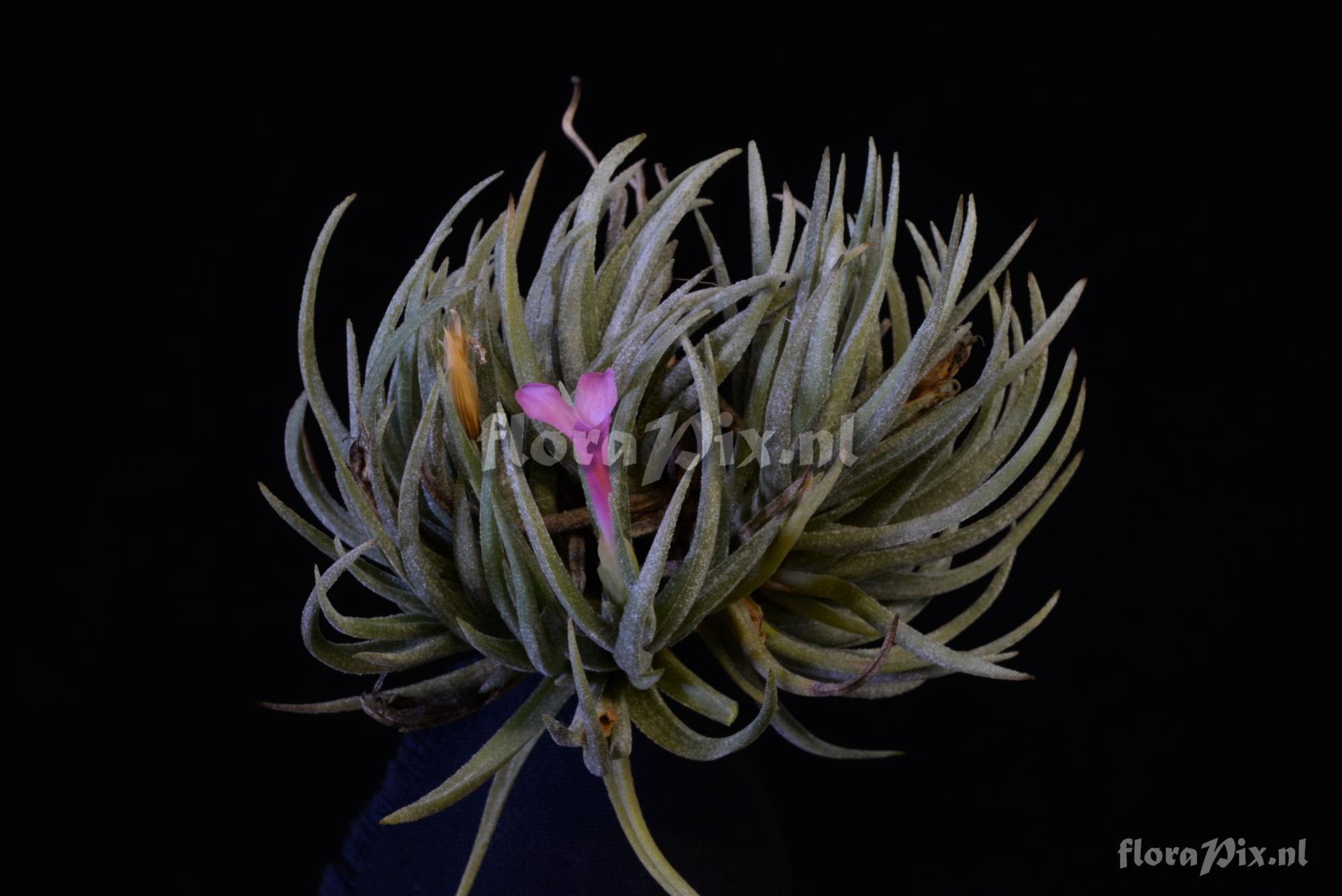 Tillandsia argentina