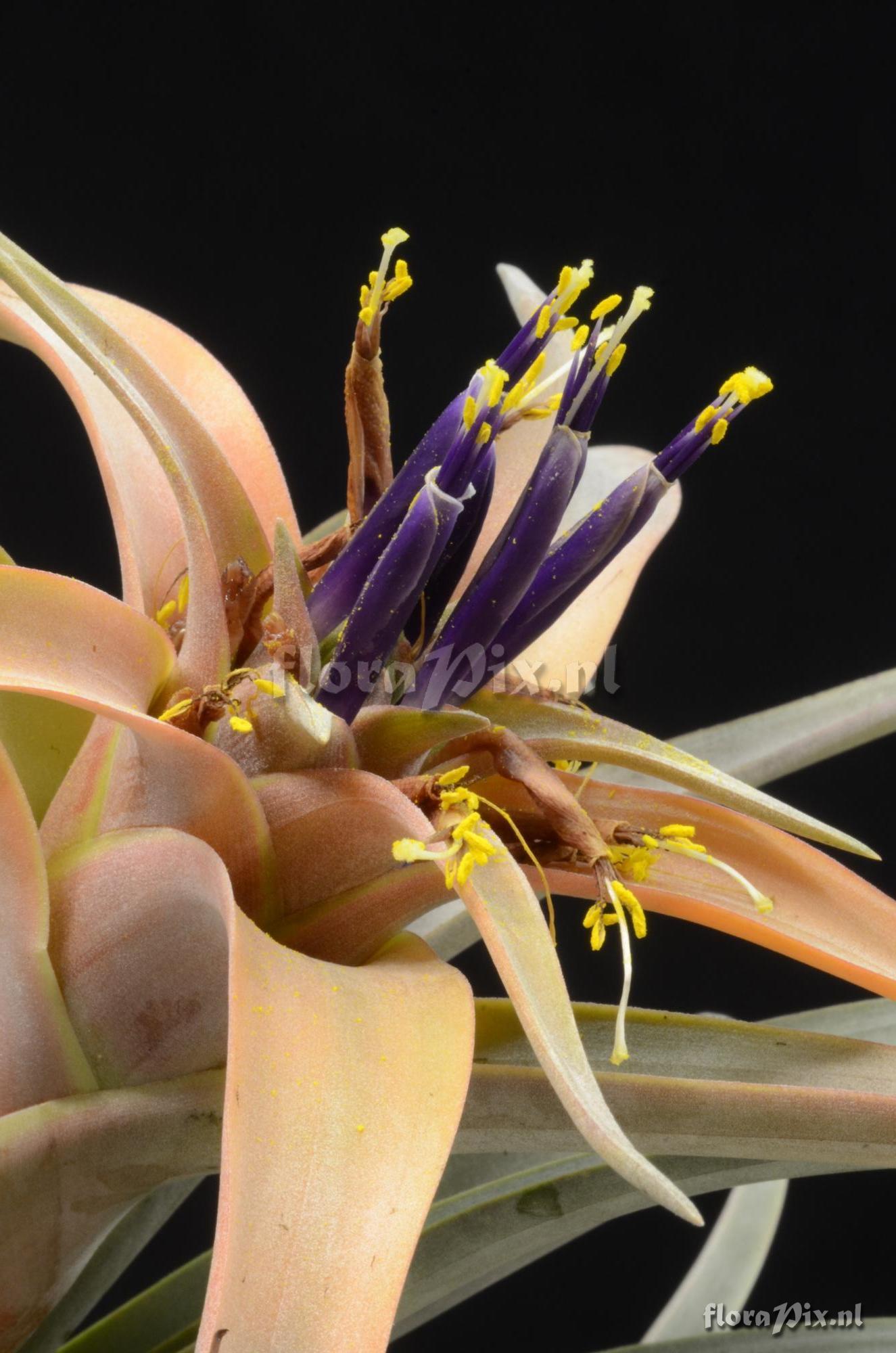 Tillandsia riohondoensis 