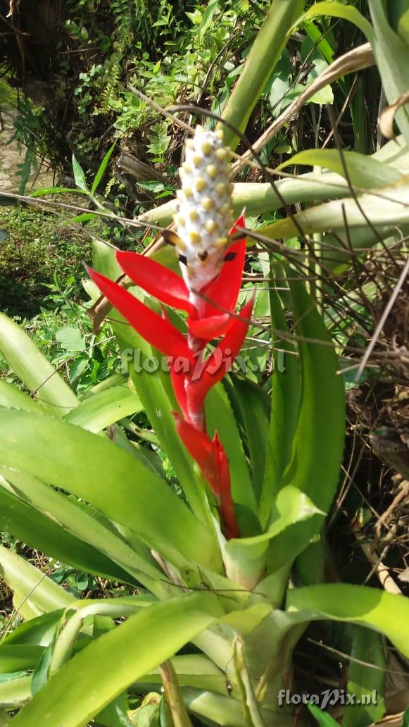 Aechmea alba