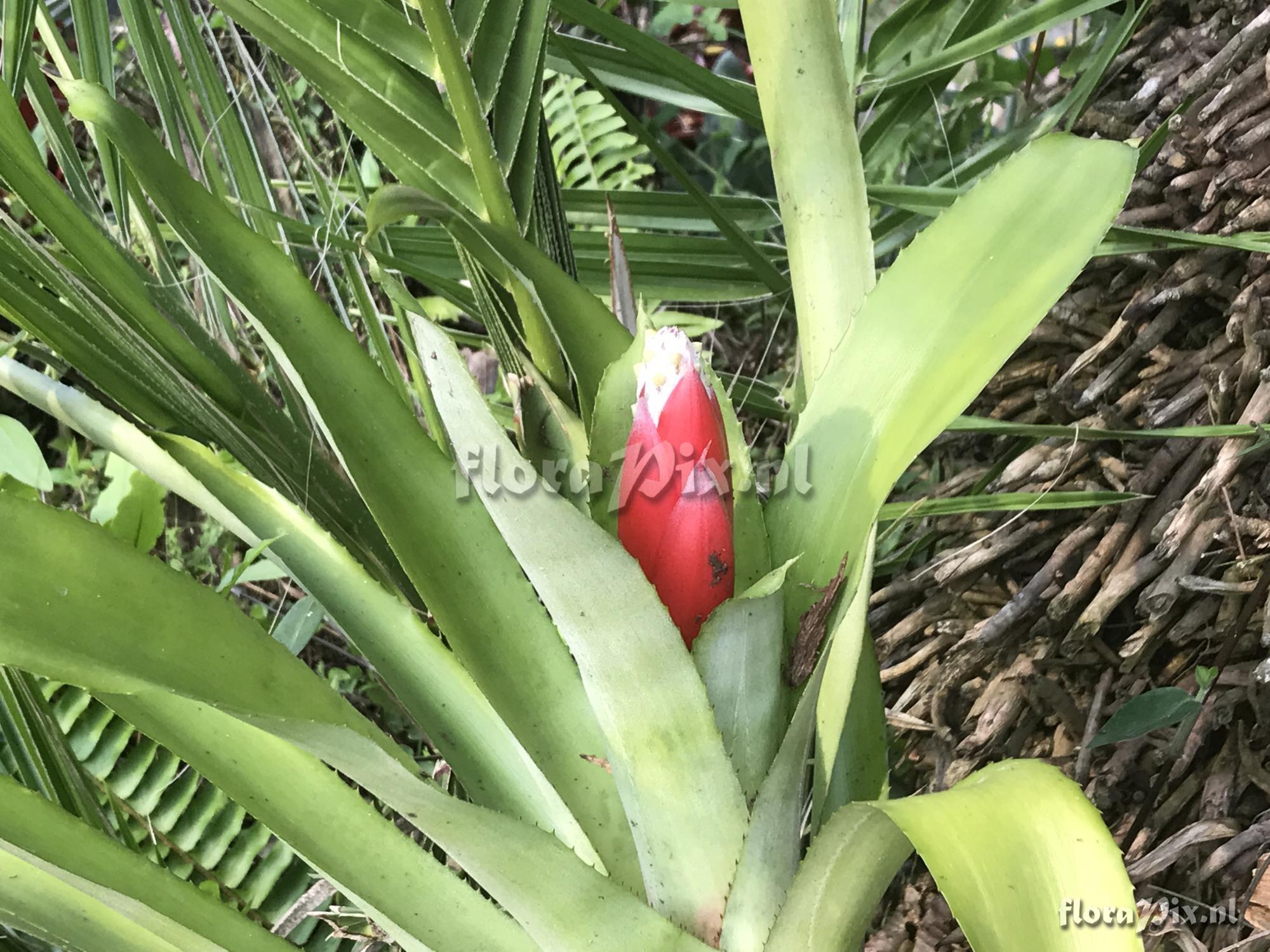 Aechmea alba