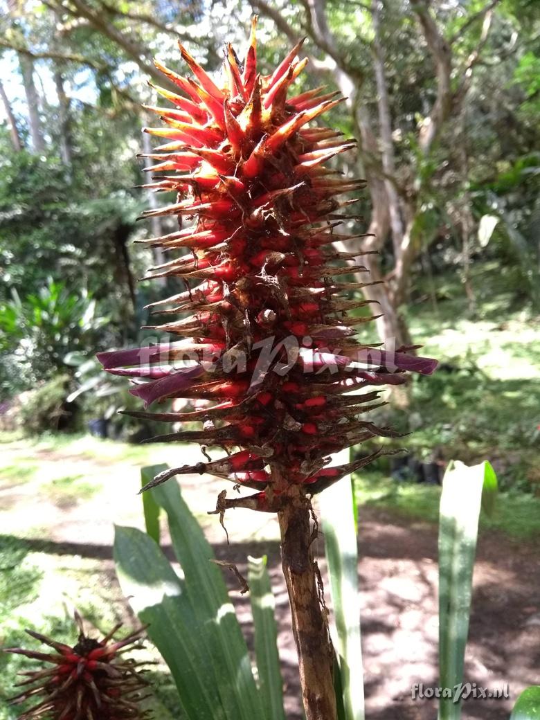 Pitcairnia 