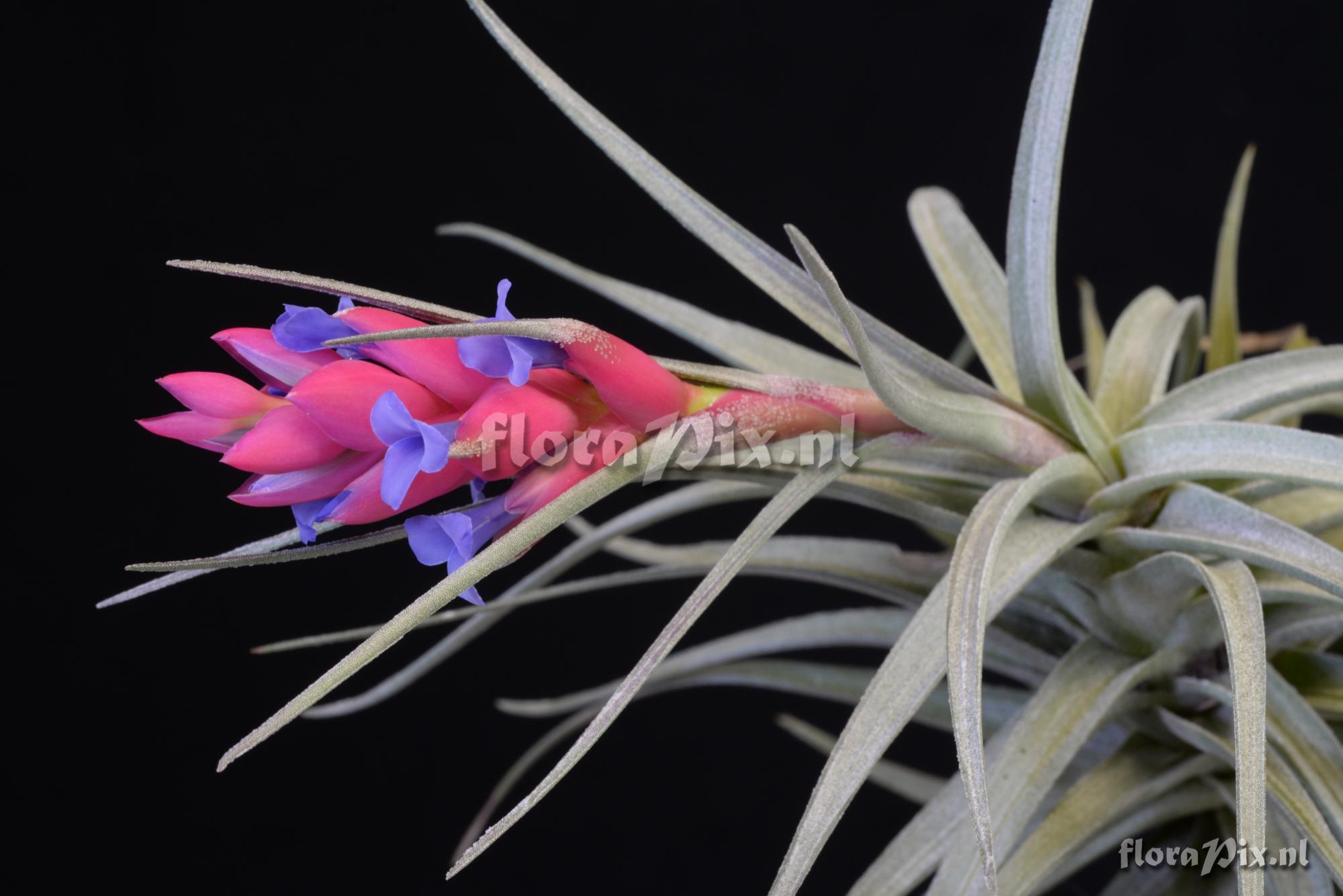 Tillandsia stricta