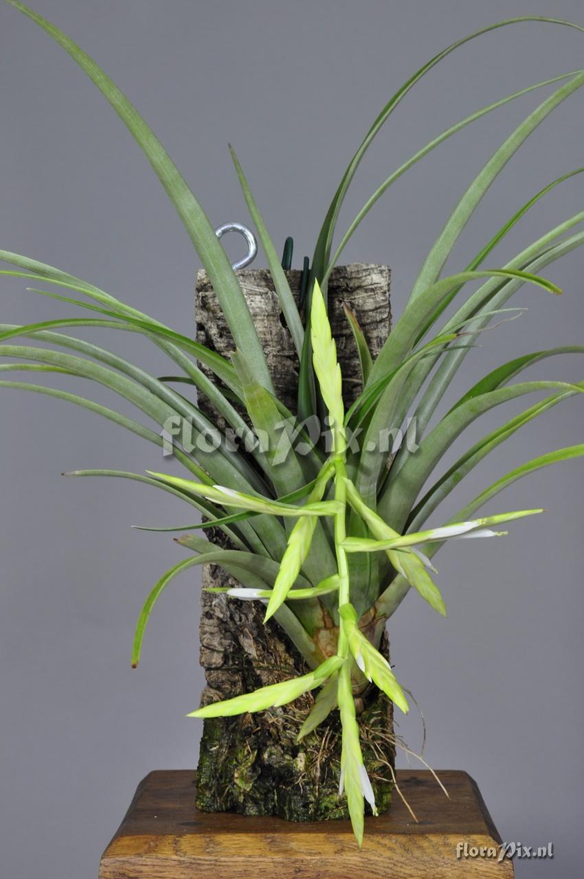 Tillandsia variabilis