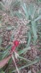 Aechmea penduliflora