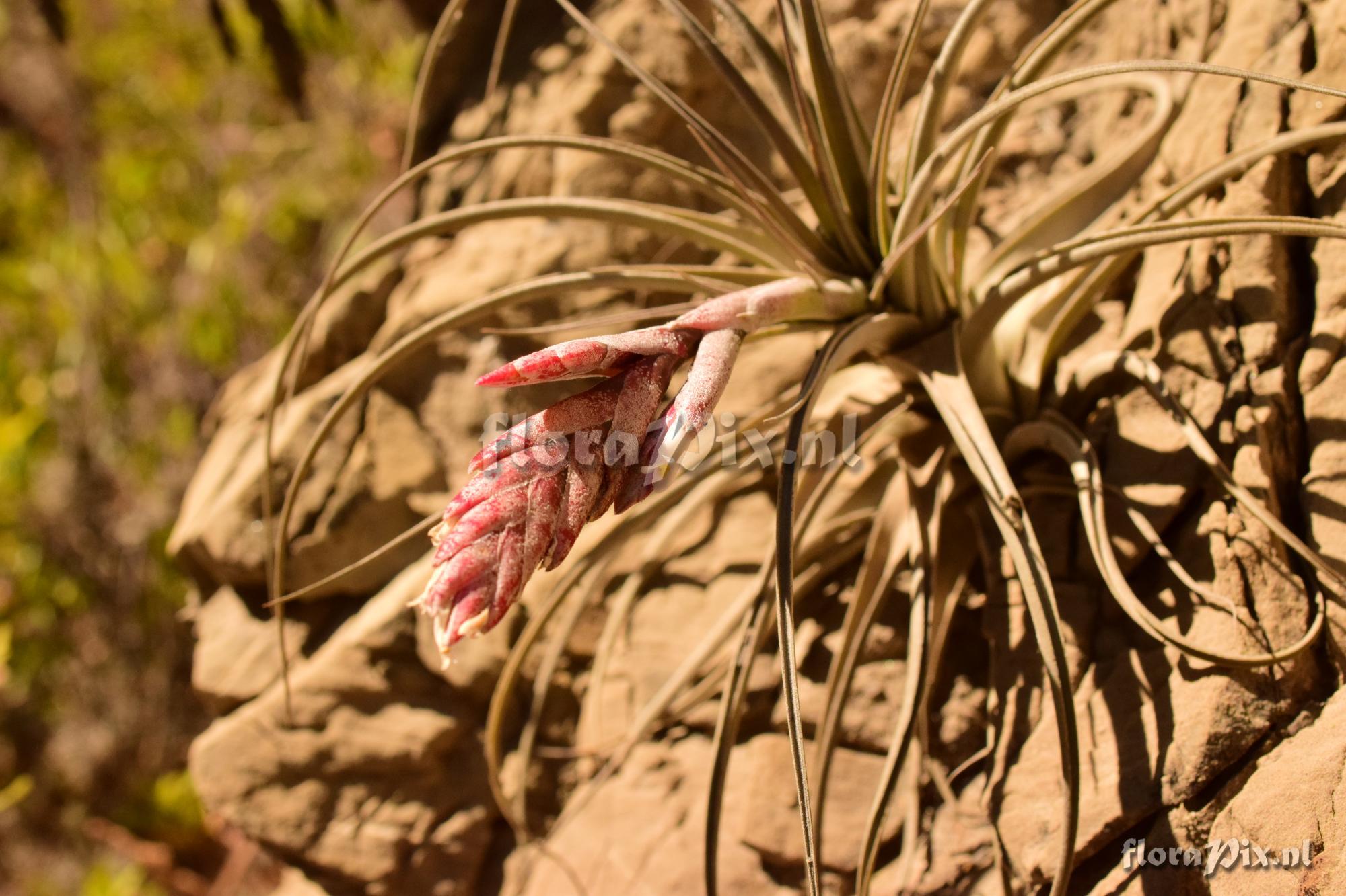 Tillandsia boliviensis