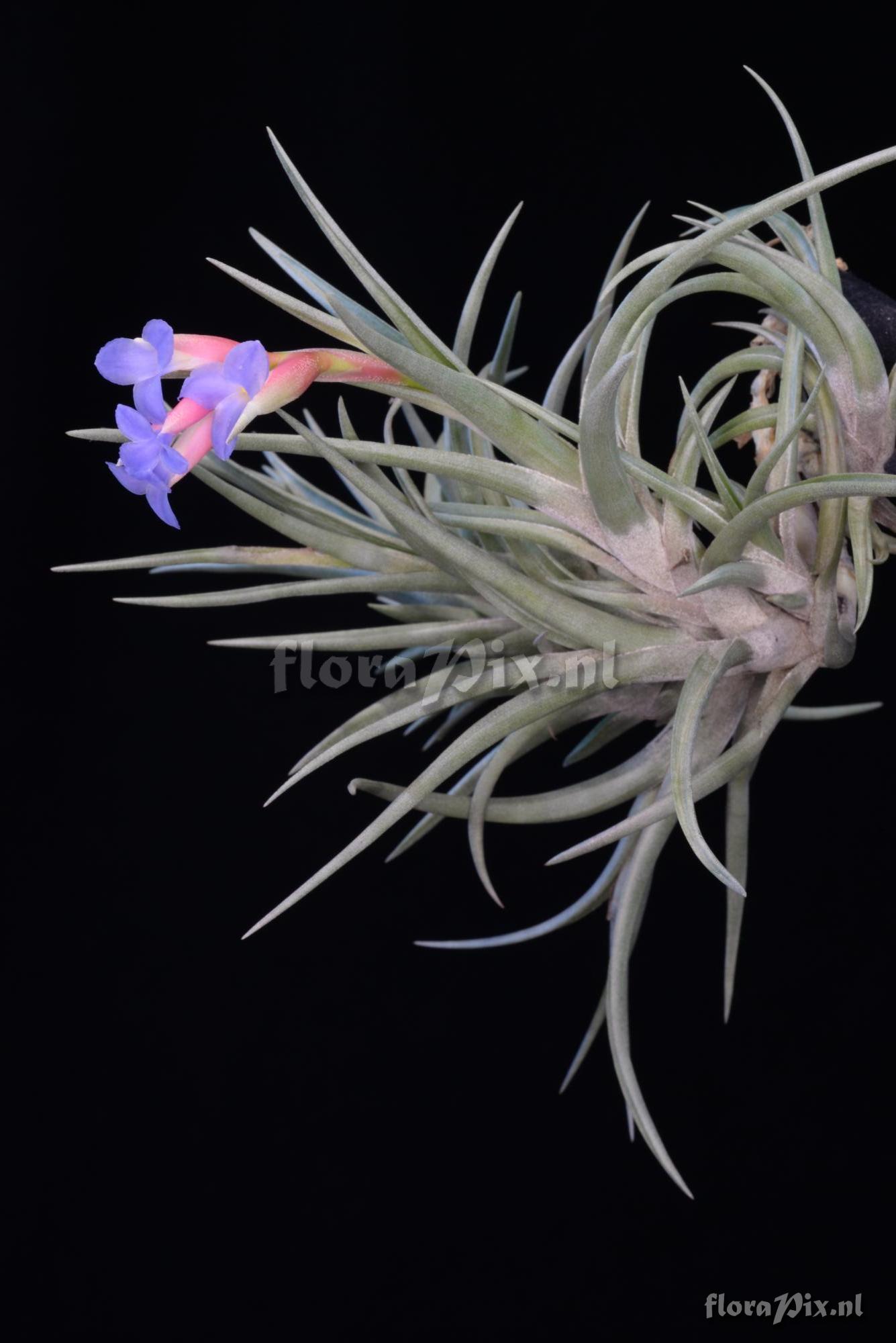 Tillandsia jonesii