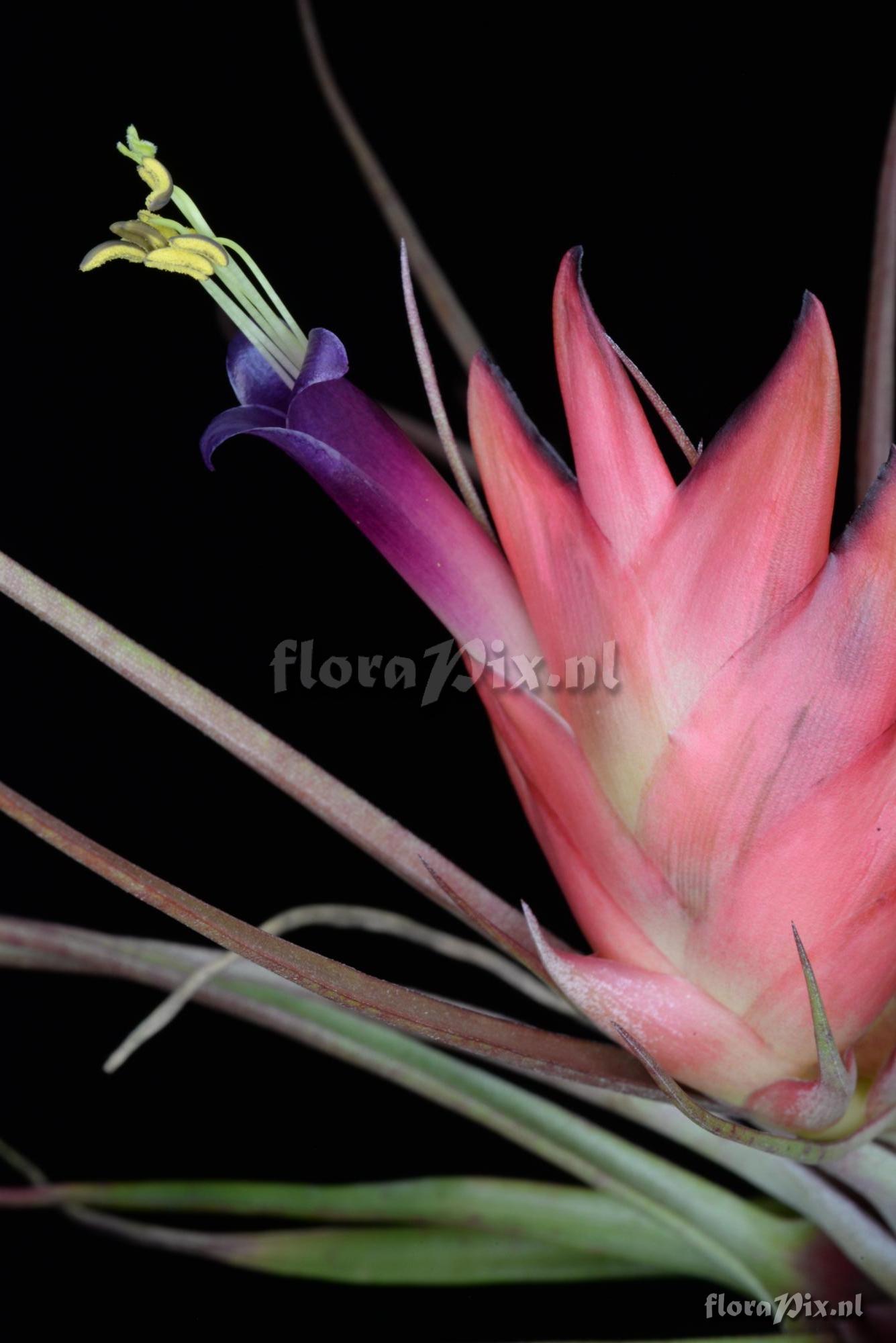 Tillandsia kegeliana