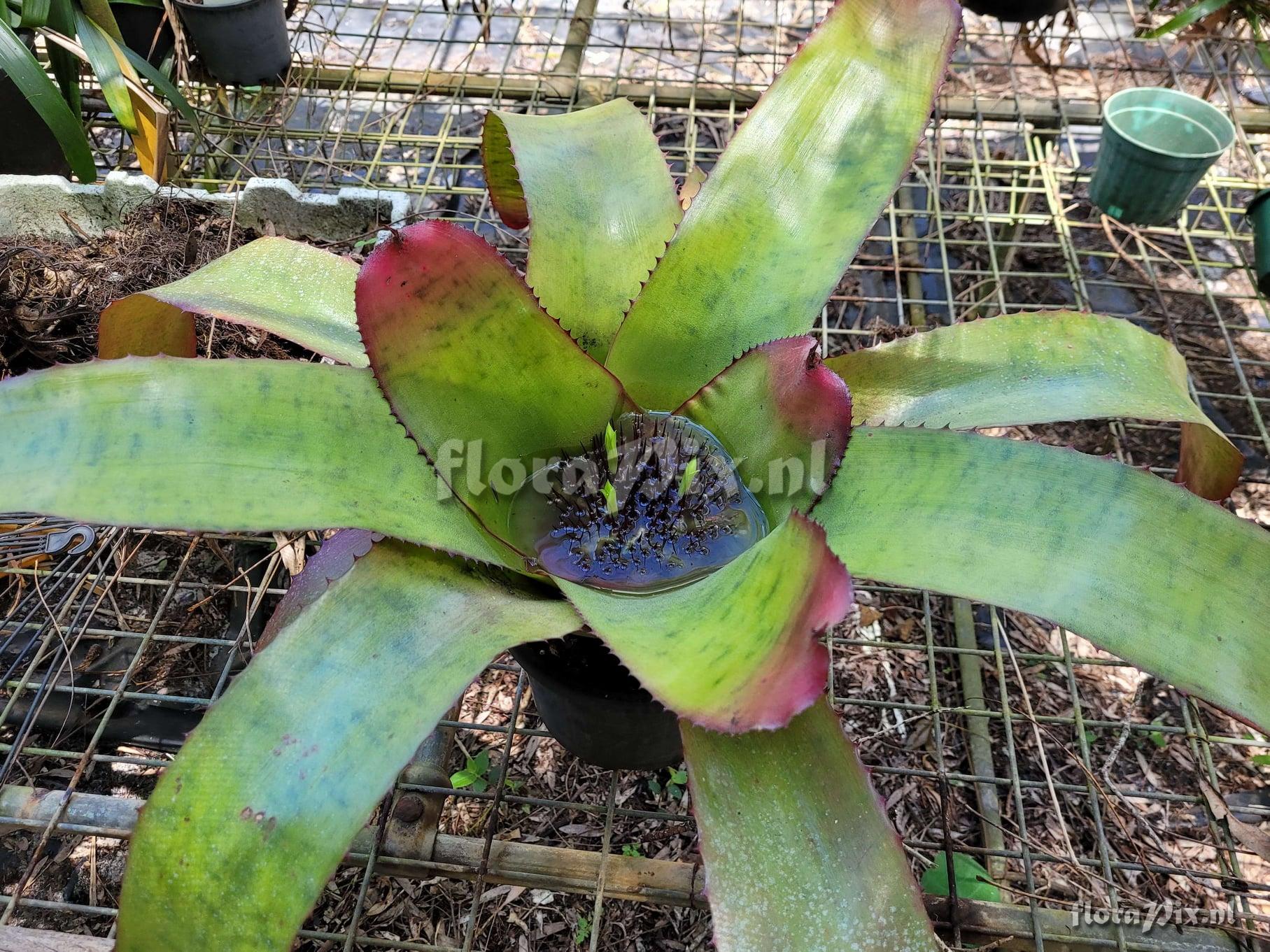 Neoregelia viridovinosa