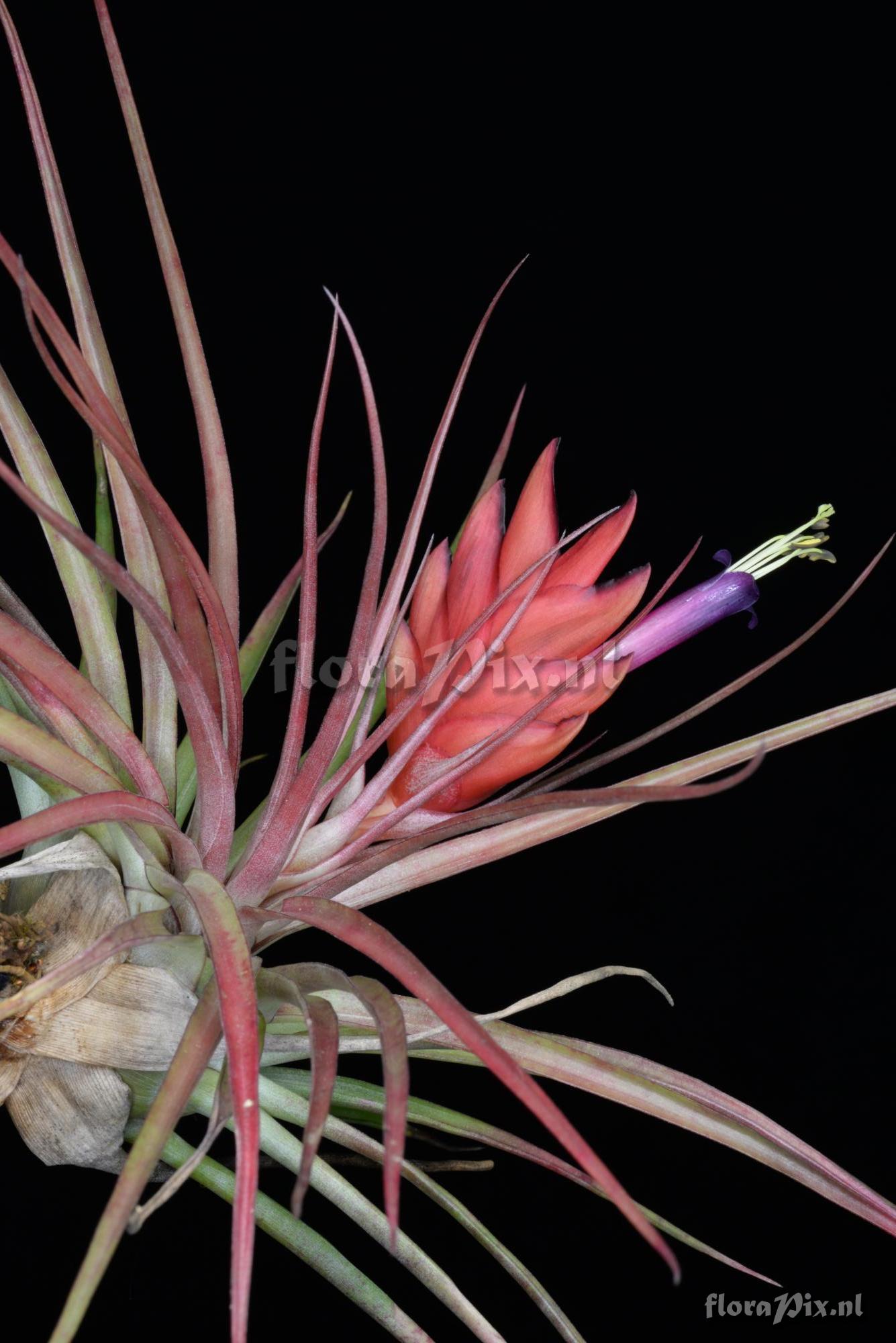 Tillandsia kegeliana