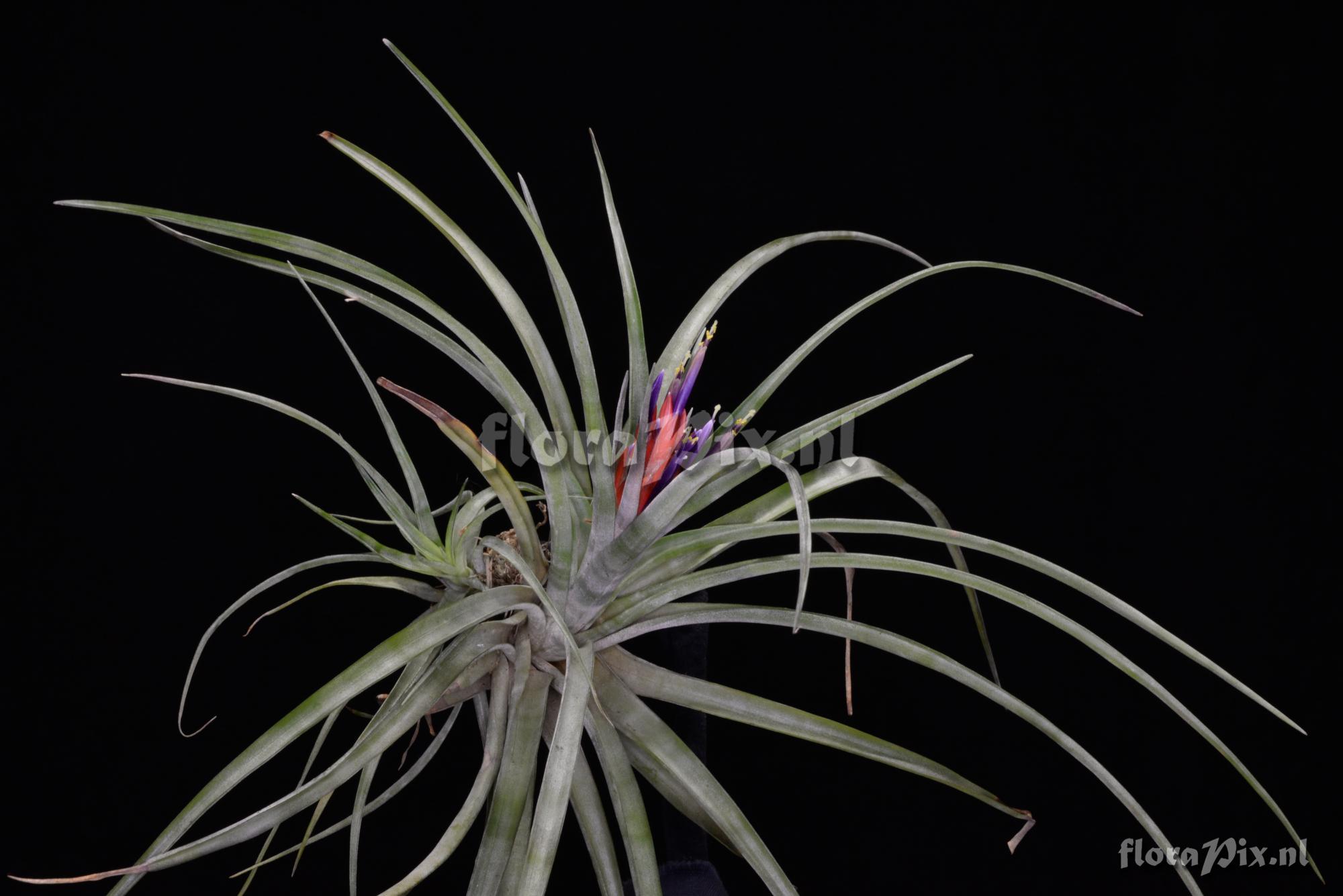 Tillandsia x velutina