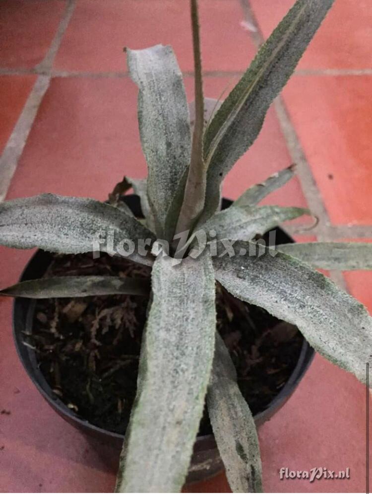 Cryptanthus whitmanii