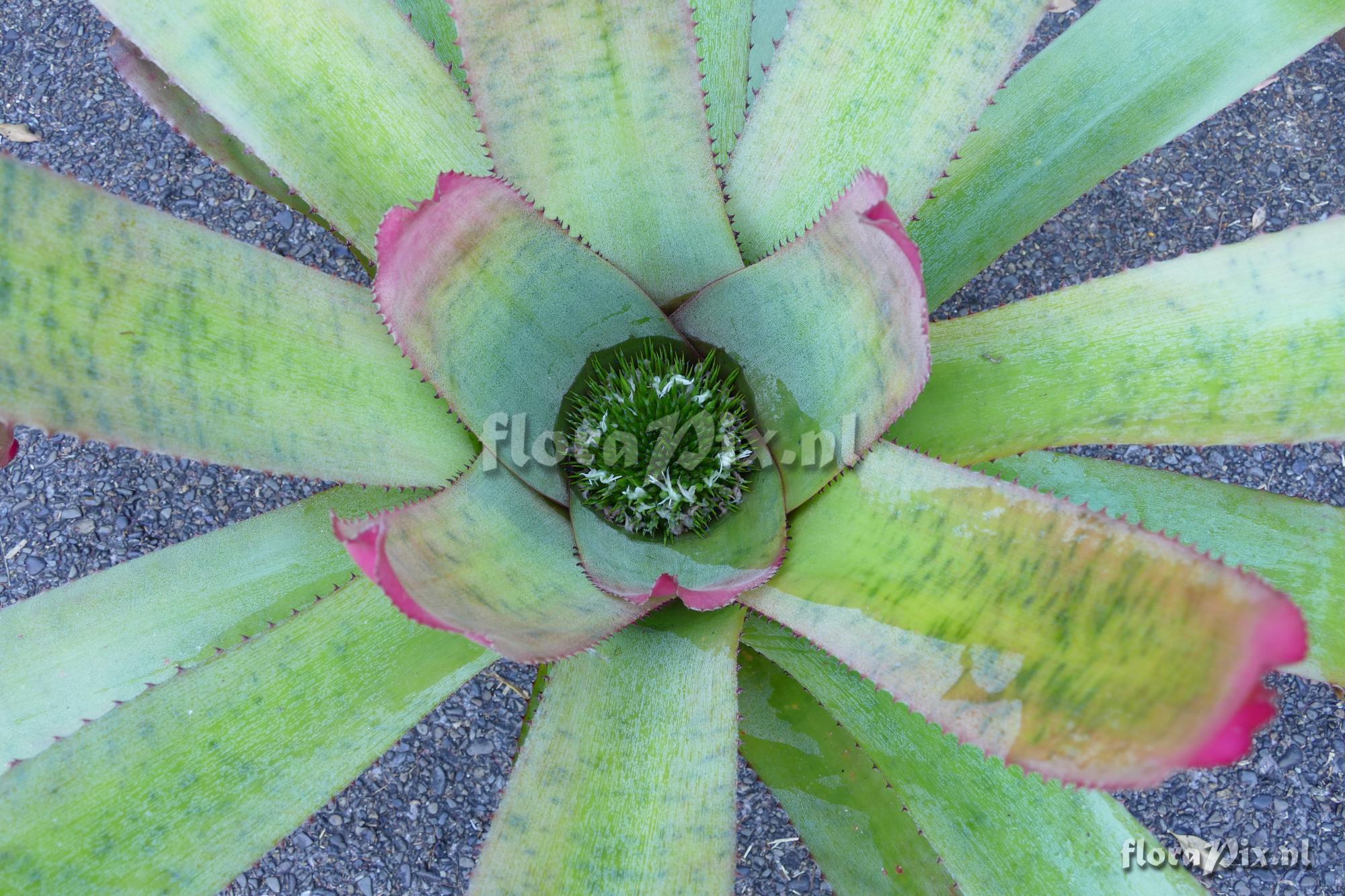 Neoregelia silvomontana