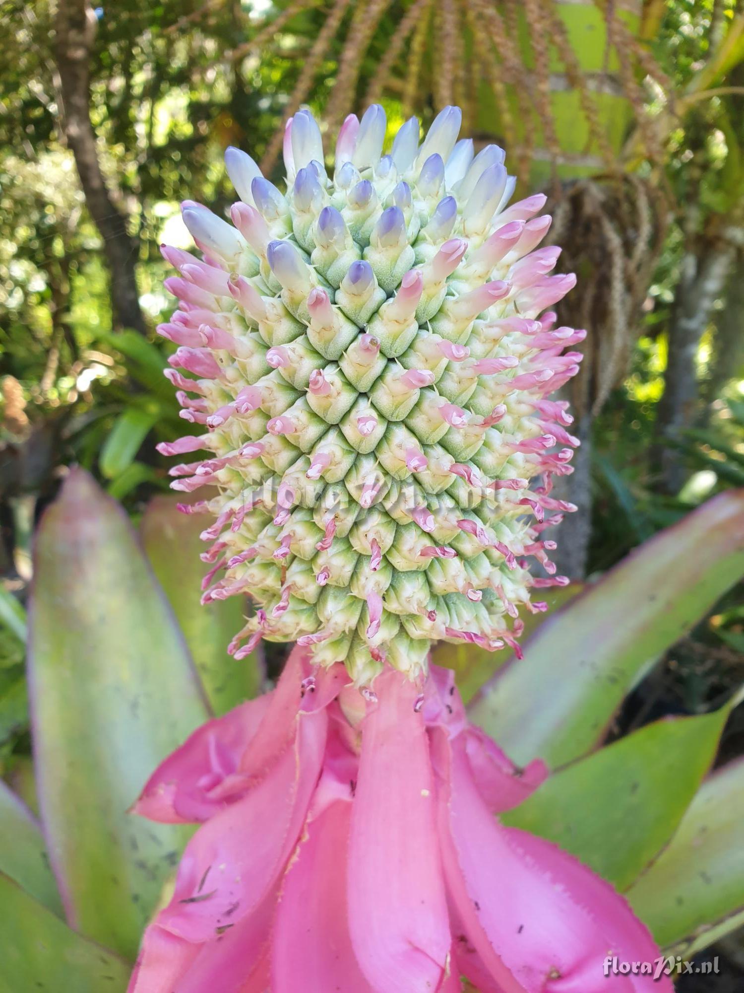 Aechmea mariaereginae