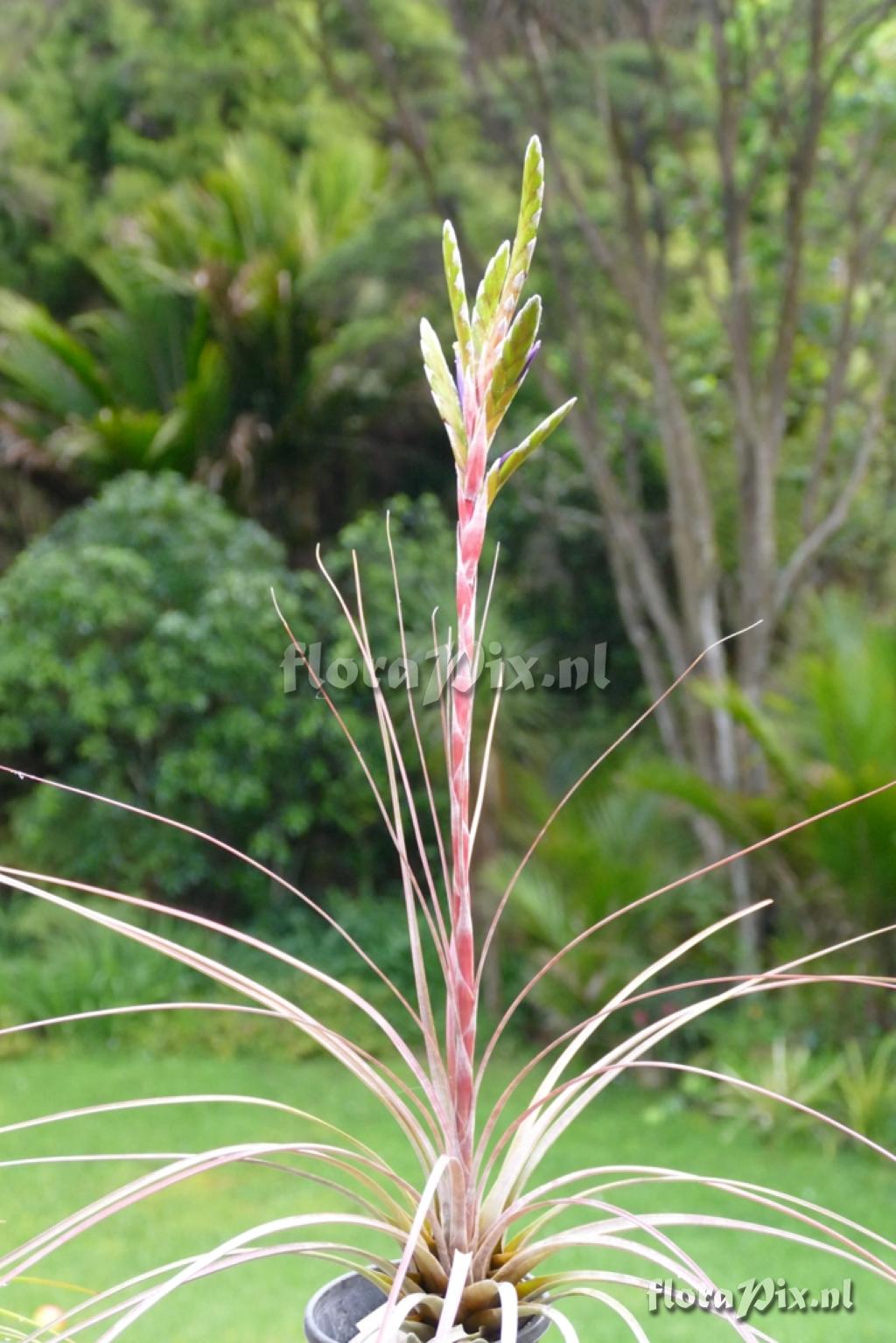 Tillandsia botterii