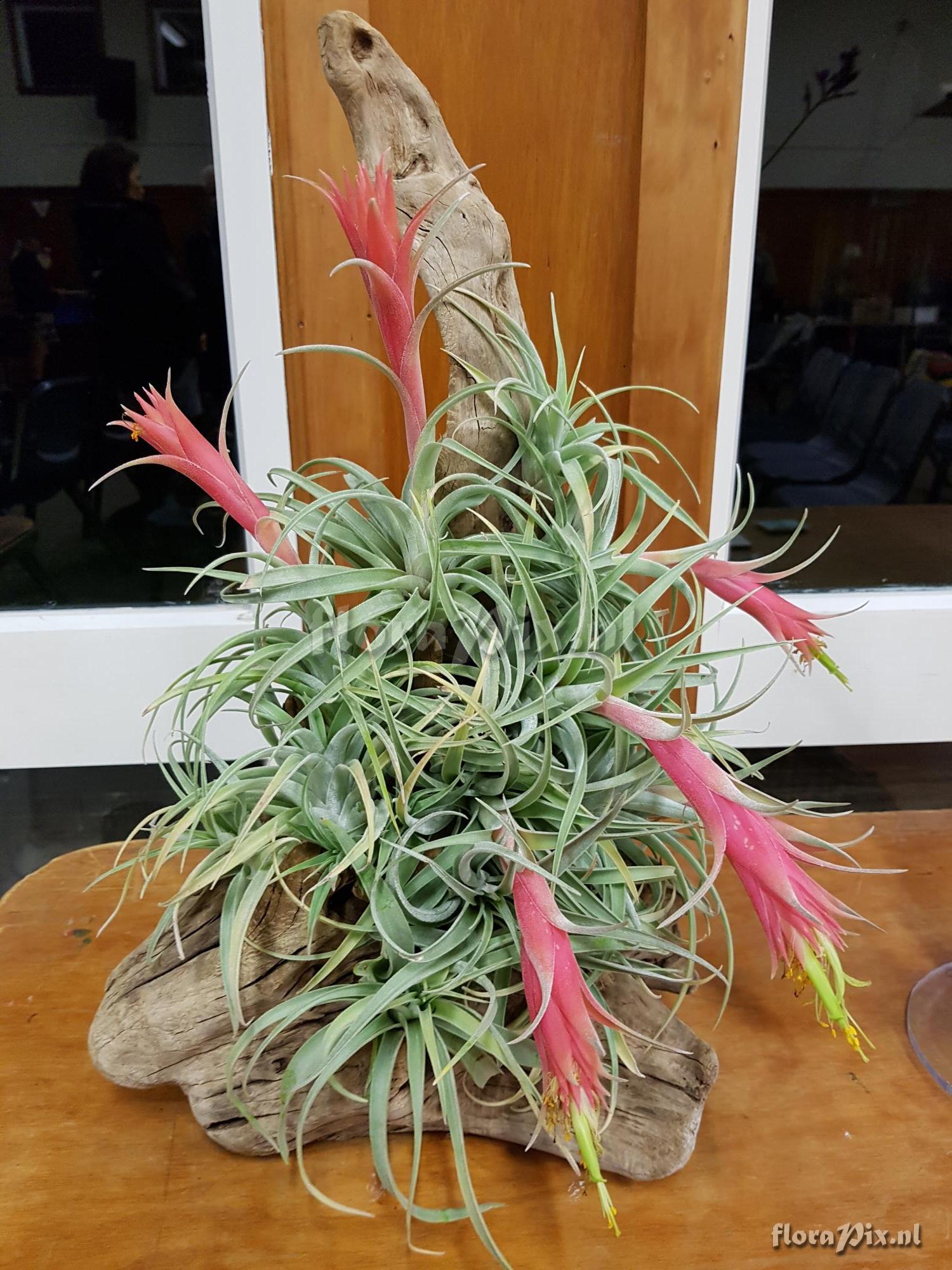 Tillandsia erubescens