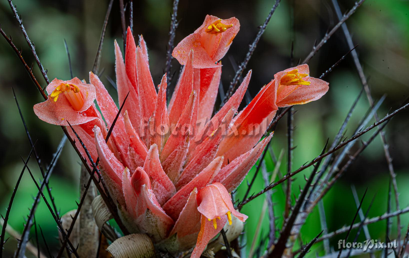 Pitcairnia heterophylla